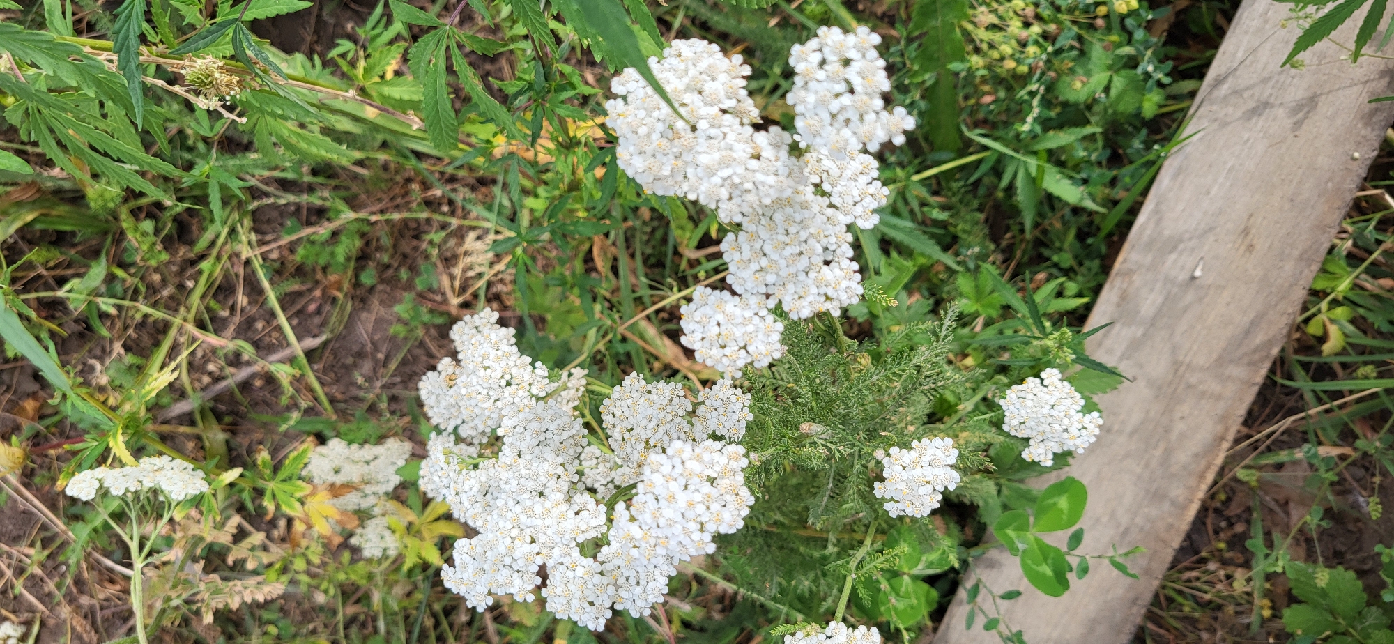 The image shows a close-up, aerial view of yarrow flowers (Achillea millefolium) in bloom. The flowers are small, white, and clustered together in flat-topped inflorescences. They are surrounded by green foliage, including some fern-like leaves and broader, serrated leaves characteristic of other plants in the area. A weathered wooden plank runs horizontally across the lower portion of the image, partially obscuring the ground and vegetation. The scene appears to be in a natural or semi-natural environment, possibly a field or roadside, with dappled sunlight suggesting an outdoor setting. The location is identified as Сырымбет, Kazakhstan. No people are present in the image.