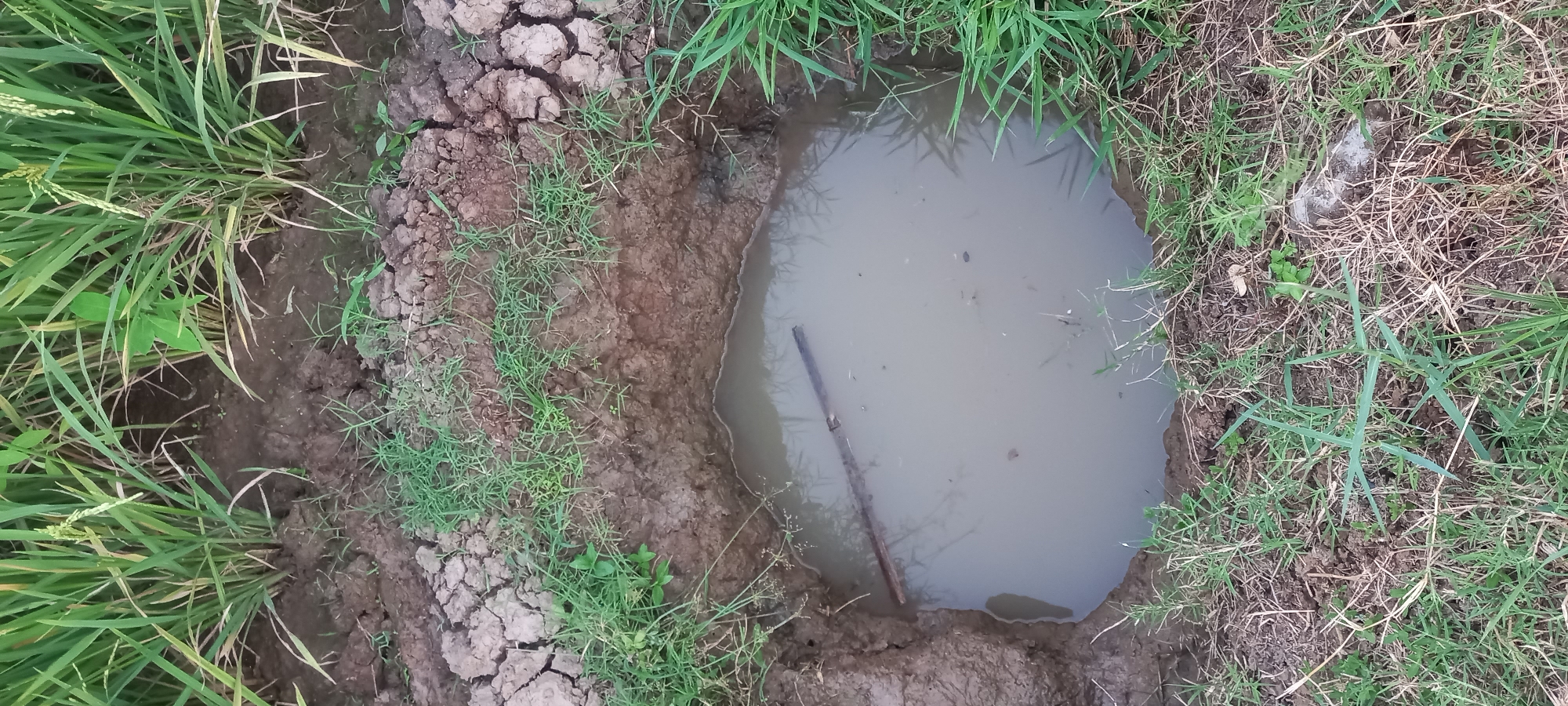 A close-up, eye-level shot shows a hole in the ground filled with murky water in a grassy area. The hole is irregular in shape, with muddy, cracked earth forming its edges. A dark, thin, cylindrical object, possibly a piece of rebar, lies submerged in the water, extending from the left side towards the center of the hole. Green grass and some dead grass stems are visible around the perimeter of the hole and in the background. The overall scene depicts an outdoor environment, potentially a rural or agricultural setting, consistent with an area in Sidamulya, Indonesia. There are no people or animals visible in the image.