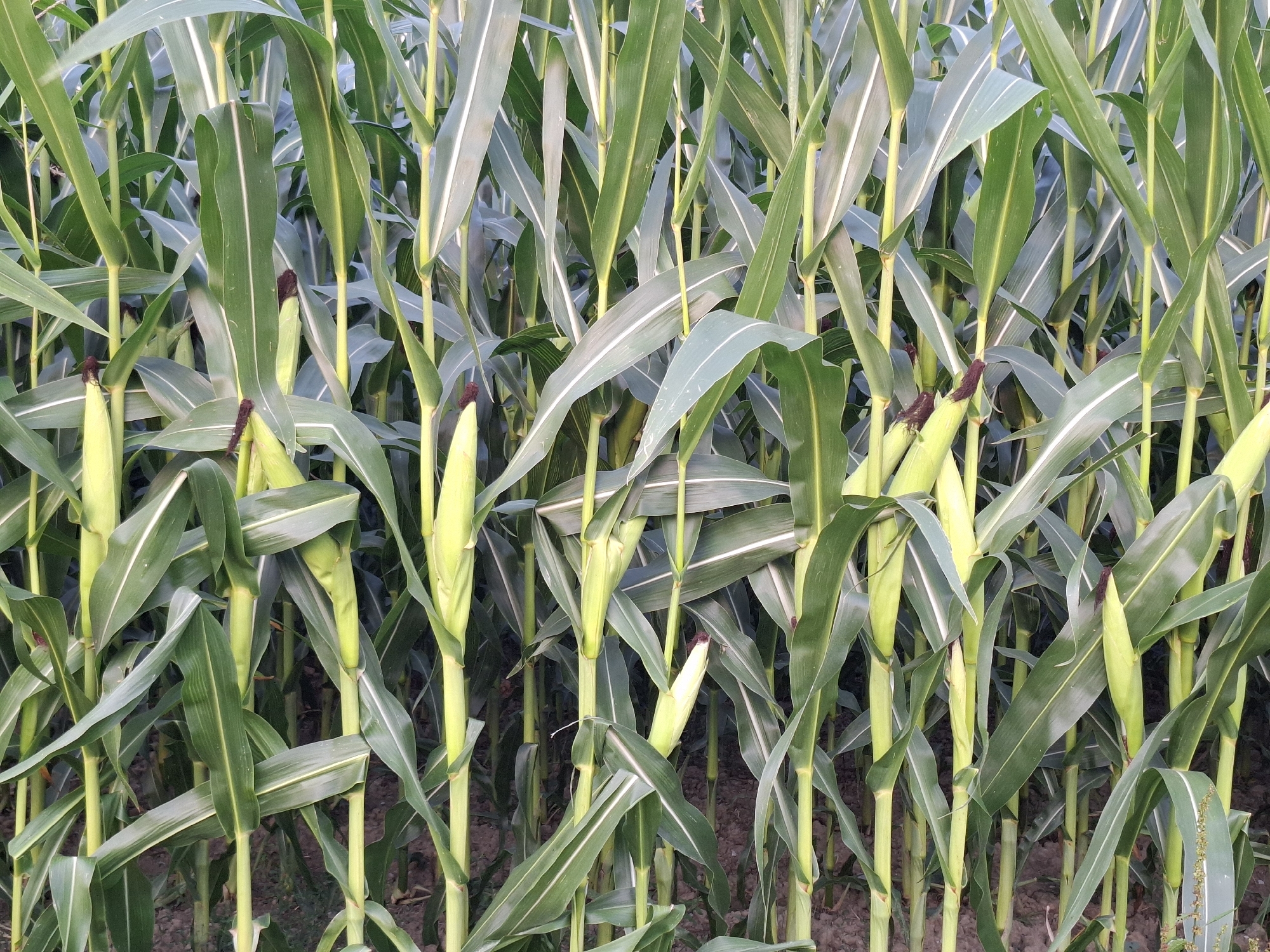 This is a close-up, eye-level, outdoor photograph of a dense cornfield. The corn stalks are tall and green, with broad leaves that overlap and create a textured canopy. Several immature ears of corn are visible, some partially enclosed by their husks, and others showing the dark, silky tassels at their tips. The ground beneath the corn is visible in places and appears to be dark soil. The lighting suggests it is daytime, possibly late afternoon, as there are soft shadows and the light has a slightly warm tone. There are no people or animals present in the image. The scene is consistent with a cultivated field in a rural setting. The request to include the location in the city of Eschenbach (LU), Switzerland, is outside the scope of image analysis, as the image itself does not contain any geographical markers or information that would allow for such a determination.