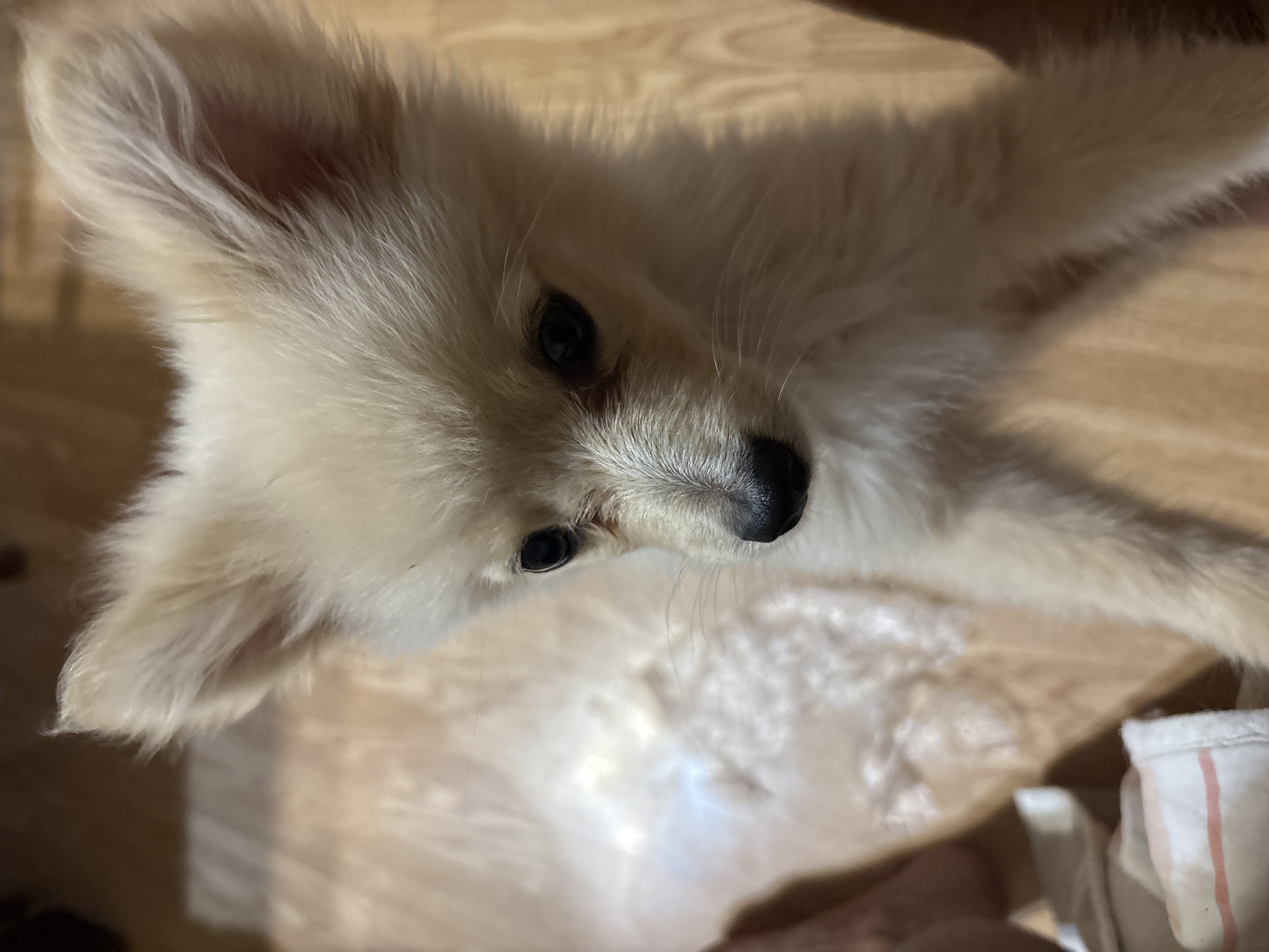 A light-colored Pomeranian puppy is captured in a close-up shot, its face and upper body filling the frame. The puppy's fur is fluffy and light tan, with darker tan markings around its eyes and on its nose. Its large, dark eyes gaze slightly to the left, and its small, black nose is prominent. The puppy's ears are pointed and stand erect, covered in the same soft fur. The background consists of a light-colored wooden floor, reflecting light in a hazy manner. In the lower left corner, a portion of a white cloth with thin pink stripes is visible, suggesting the presence of a blanket or towel. The overall impression is of a domestic setting, possibly a home in Tankovo, Bulgaria, where the puppy is resting on the floor.