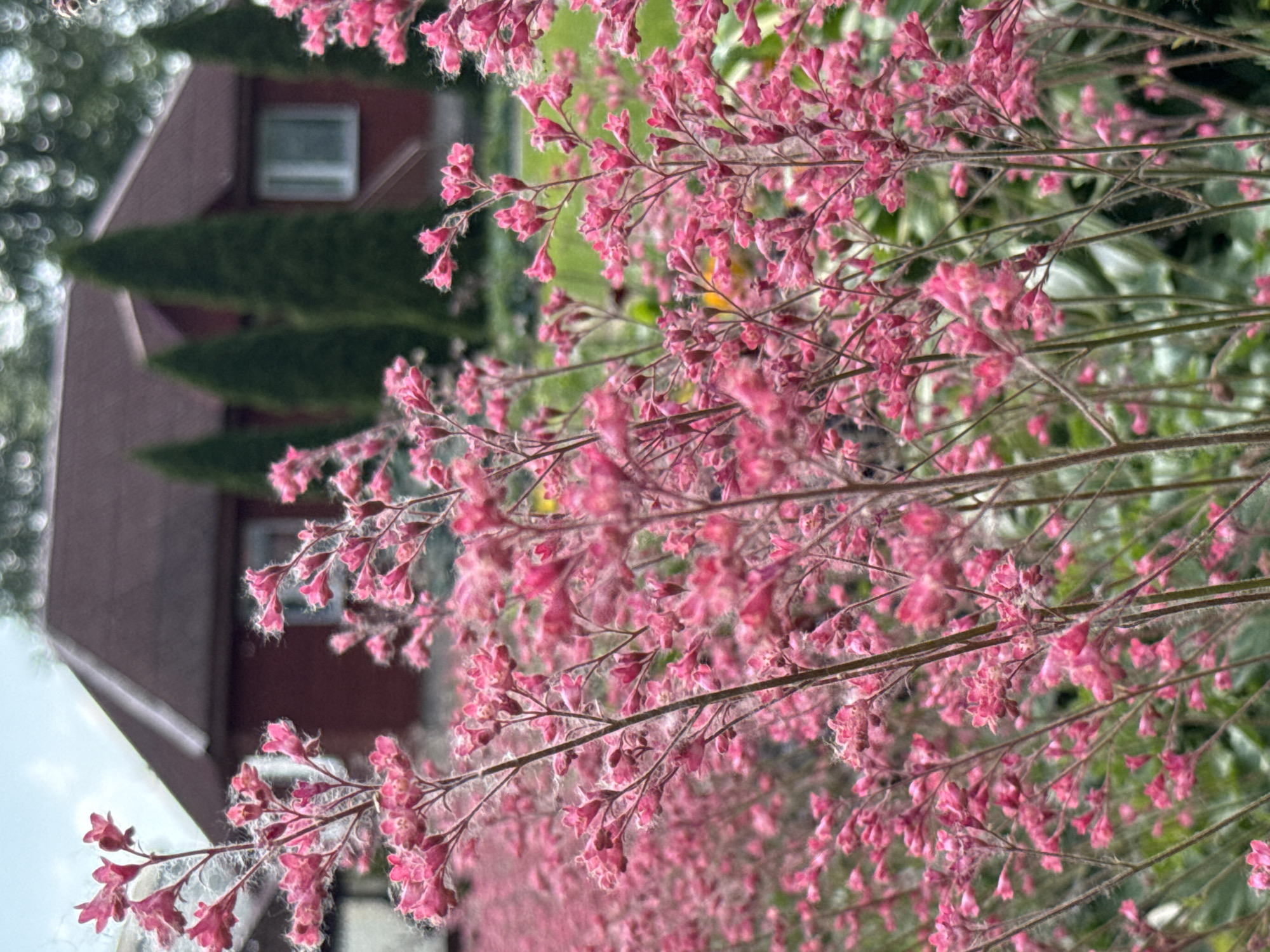 In Chudovo, Russia, this image captures a close-up view of a dense cluster of small, bright pink flowers, likely Heuchera, in the foreground. These delicate blossoms are supported by thin, vertical stems, some of which are covered in fine, white fuzz. Behind the vibrant flowers, a two-story house with a dark red roof and siding is partially visible, featuring a white-trimmed window. Several tall, conical evergreen trees stand in a line between the foreground flowers and the house, creating a natural screen. The background is softened and blurred, suggesting a garden or yard setting on an overcast day.