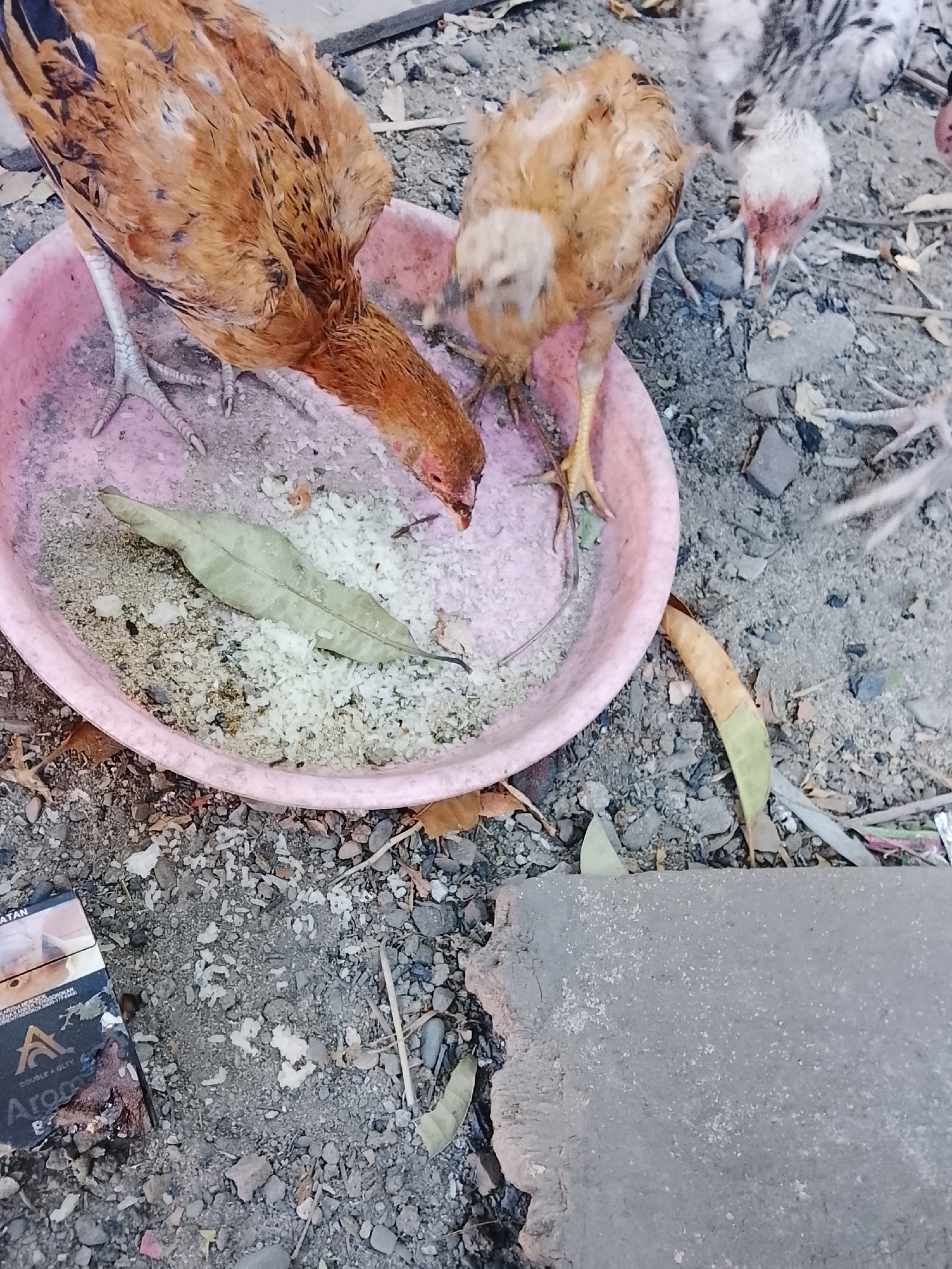 In Ujungrusi, Indonesia, a close-up, overhead shot captures a scene of chickens feeding from a pink bowl filled with rice and some grains. A dry, leaf-like object is also present in the bowl. To the left of the bowl, a pack of cigarettes, partially obscured by shadow, lies on the ground. The surrounding environment consists of dirt, small stones, and scattered dry leaves, indicating an outdoor, likely rural or semi-rural setting. The chickens, varying in age, are actively engaged in eating, with one larger chicken at the forefront bending its head towards the food. The overall impression is of a simple, everyday moment in a natural or semi-natural outdoor space.