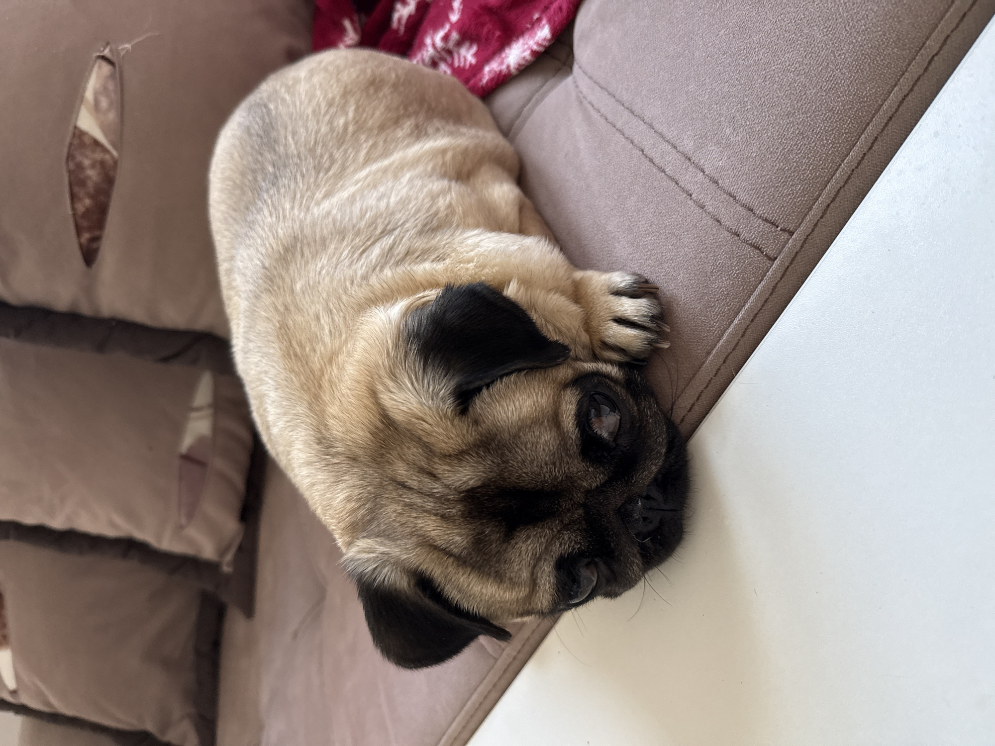 A fawn-colored pug puppy lies on its side on a beige couch. The puppy is facing to the right of the frame, with its head resting on its paws. Its eyes are partially open, and its ears are floppy and black. A red and white patterned blanket is visible behind the puppy. The couch has a textured surface and a seam running horizontally across it. To the right of the couch, there is a white surface, possibly a table or a wall. The lighting suggests it could be daytime, indoors. The puppy appears relaxed and possibly sleepy. There is no visible text in the image.