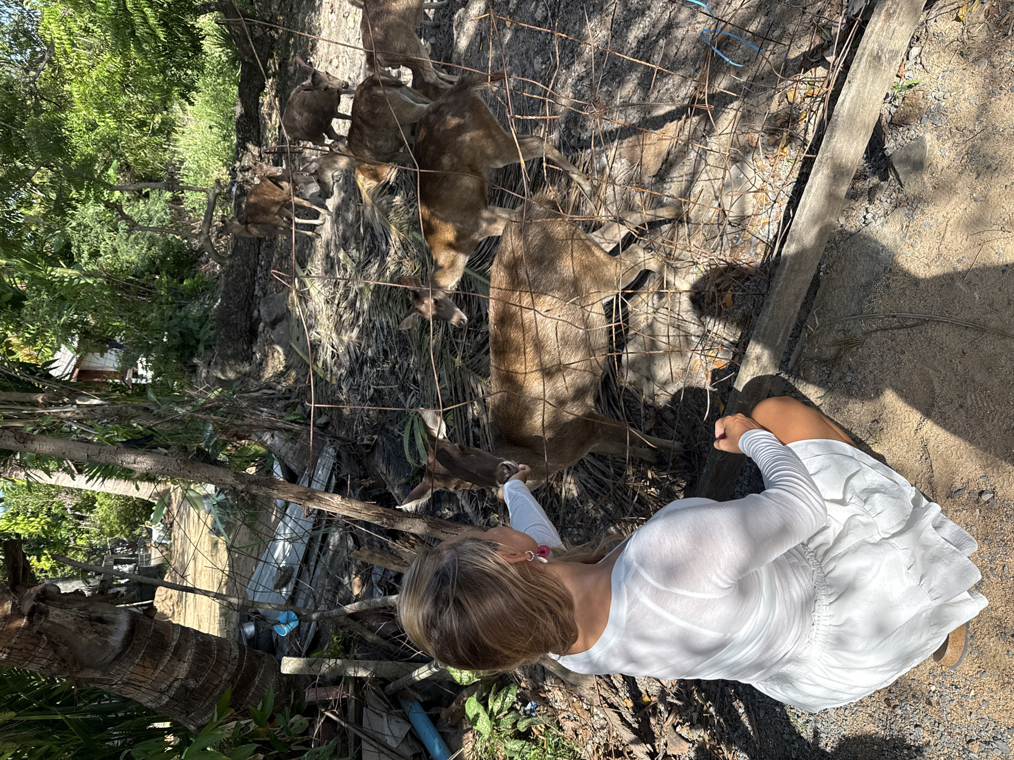 A woman in a white dress and top is interacting with a group of deer behind a wire fence. She is crouching on the ground with her hand extended towards one of the deer. The deer are brown and of varying sizes, and some appear to be young. The environment is outdoors with lush green trees and vegetation in the background, suggesting a tropical or subtropical location. The ground is sandy and covered with dry leaves and palm fronds. There are also some scattered debris such as metal sheeting and pipes. The lighting suggests it is daytime. The image captures a moment of gentle interaction between humans and wildlife in what appears to be a semi-wild or sanctuary setting. This scene is consistent with areas found in Ko Samui District, Thailand, known for its natural beauty and wildlife encounters.