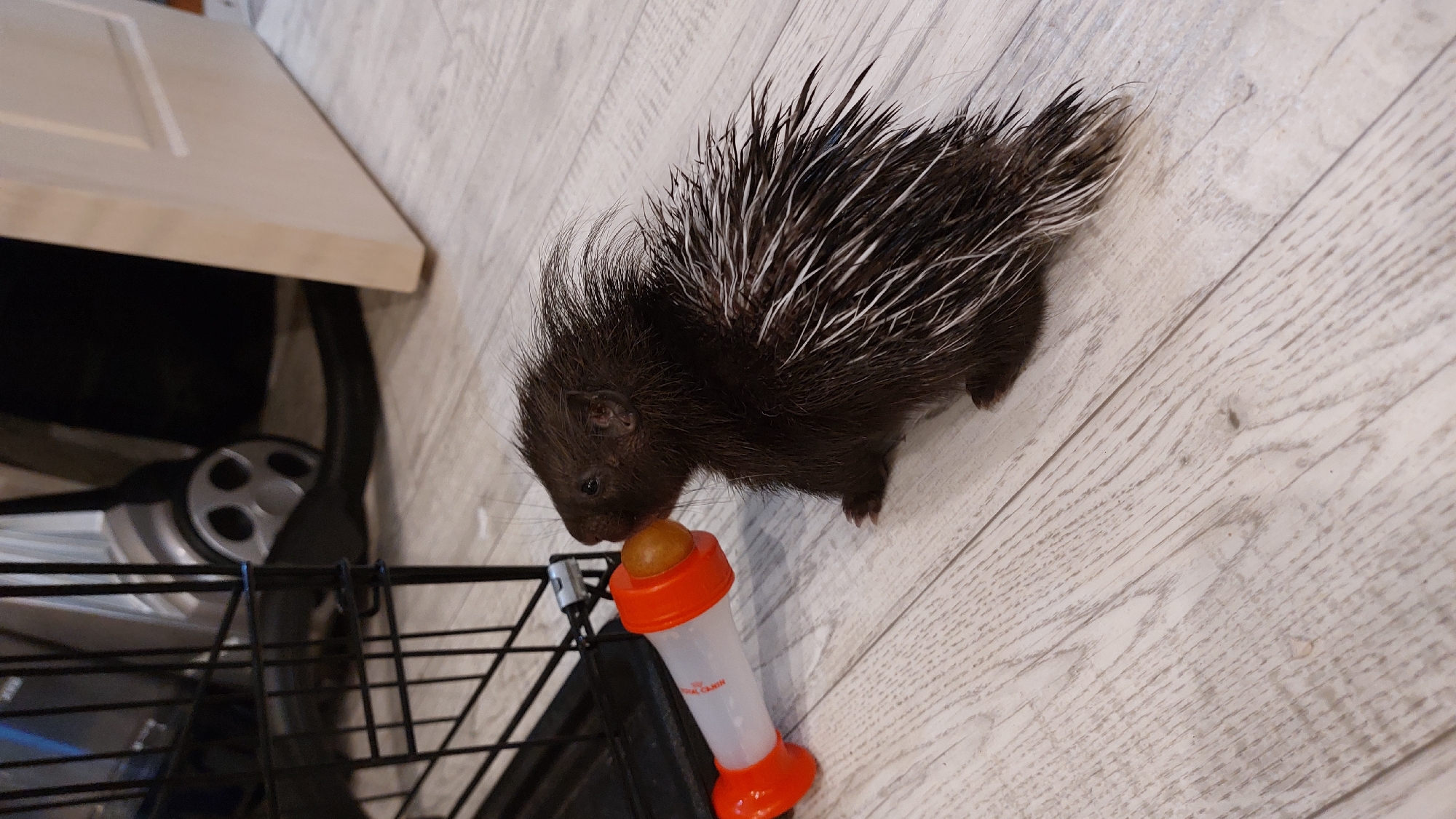 A young porcupine is being fed from a bottle on a wooden floor. The porcupine is dark brown with white quills protruding from its back. It is leaning forward, with its nose touching the nipple of an orange and white baby bottle. The bottle is being held by an unseen hand. In the background, to the left, is a black metal cage, possibly a pet carrier. To the right, a light-colored wooden door is visible. The flooring appears to be made of light-colored wooden planks. The scene is indoors, and there is no indication of a specific location in the city of Зелёный, Russia.