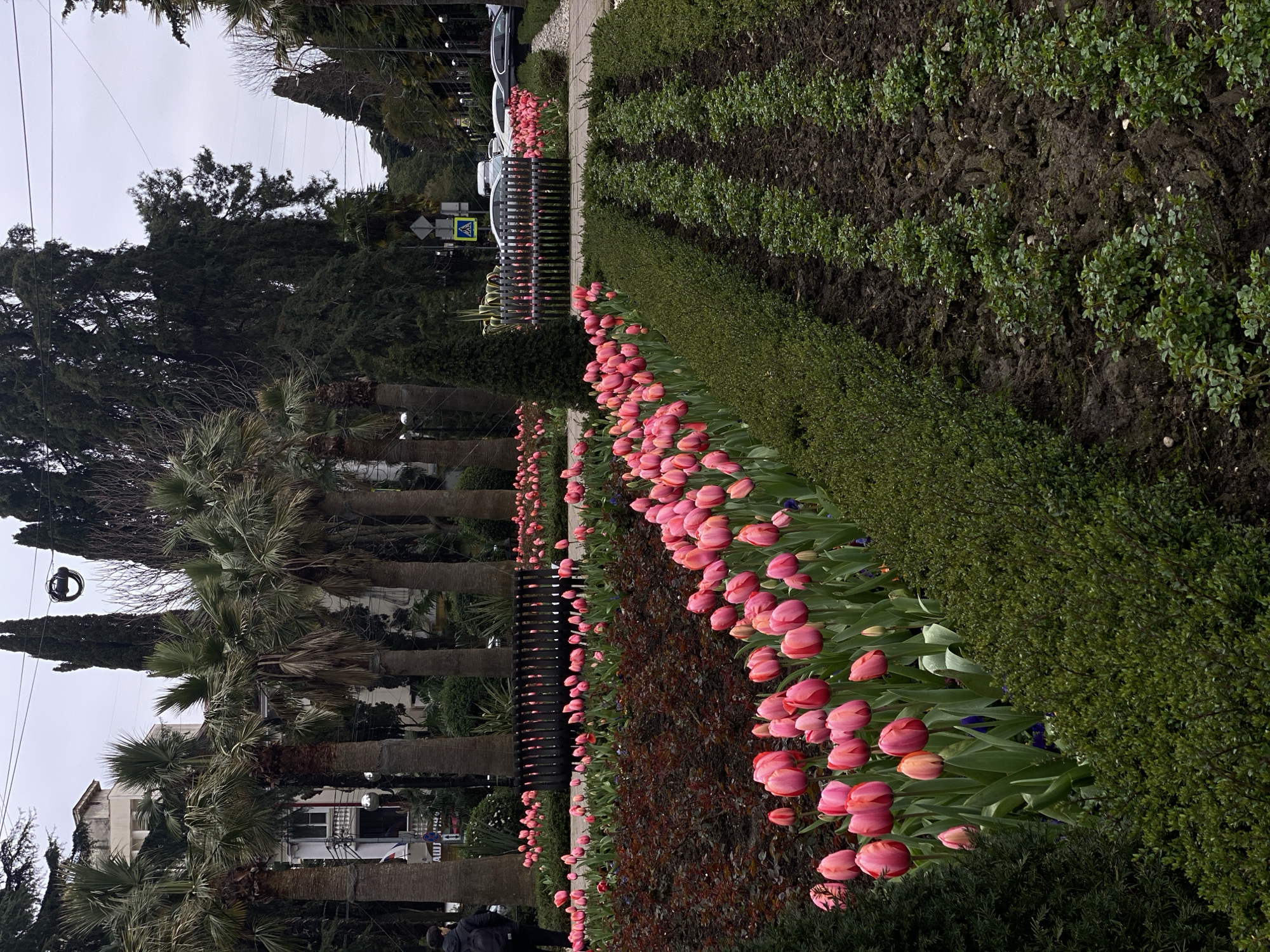 The image displays an urban park or boulevard in Sochi, Russia, under an overcast sky. In the foreground, parallel rows of vibrant pink and red tulips are in full bloom, flanked by neatly trimmed green hedges. To the right, cultivated dark soil contains several rows of emerging small green plants. Several dark, slatted park benches are distributed throughout the flowerbeds in the midground. One individual, seen from behind, wearing a dark jacket and backpack, stands near the left edge of the frame, facing the flowerbeds.
Behind the flowerbeds, a prominent line of tall palm trees with large fronds runs horizontally across the scene. Further back, various other tall trees, including dark conifers and lighter deciduous species, are visible. Partially obscured by the trees, light-colored buildings with balconies are discernible, one of which has a sign with Cyrillic text, possibly reading "АШИ". A paved road is visible beyond the park area, featuring parked vehicles including a white van and dark sedans. A blue pedestrian crossing sign with a white walking figure is present near the roadside. Overhead wires traverse the upper portion of the frame against a gray sky.