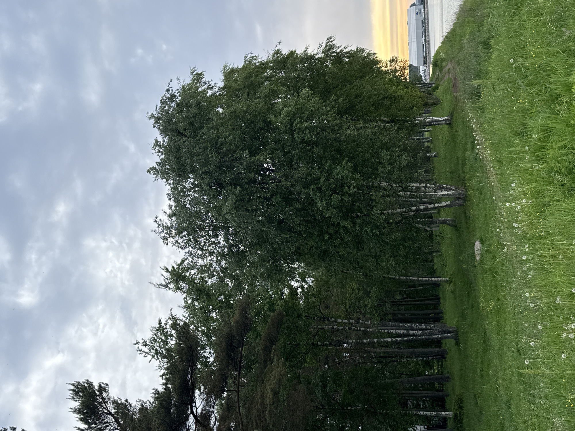 The image depicts a waterfront scene in Tallinn, Estonia, likely during the late evening or early morning given the soft light. A dense line of trees, including birch trees with their characteristic white bark, borders a grassy area. A narrow dirt path winds along the edge of the trees, leading towards a body of water on the right side of the frame. In the distance, across the water, a large, elongated industrial building is visible, suggesting a port or industrial area. The sky is overcast with dramatic clouds, and a hint of a warm sunset or sunrise glow is visible on the horizon behind the building. The foreground is filled with tall green grass and scattered dandelions. There are no people or animals present in the image.