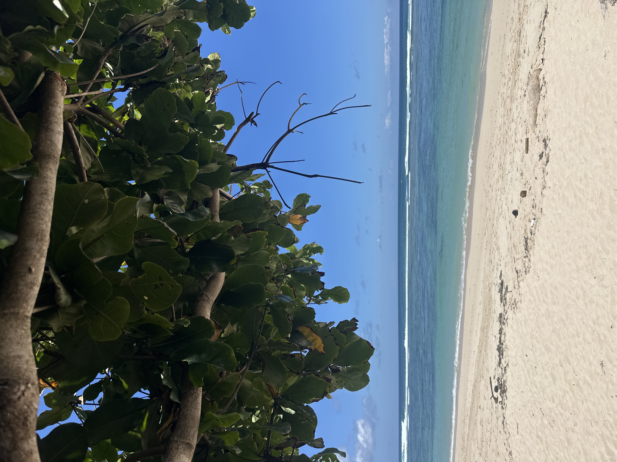 A serene beach scene in Kuta Selatan, Indonesia, is captured, viewed through the dense foliage of a tropical tree. On the left, prominent brown tree trunks and numerous large, dark green leaves fill the foreground, some showing minor wear or yellowish patches. A bright, clear blue sky with a few faint white clouds is visible between the leaves and above the horizon. To the right, a wide expanse of light-colored sandy beach stretches along the coastline. The calm, clear ocean displays beautiful shades of turquoise and blue, with gentle white-capped waves breaking softly at the shore. Small, dark scattered debris, possibly pebbles or seaweed, and faint marks are present on the sand. The image conveys a peaceful, sunlit daytime atmosphere, likely morning or early afternoon, with no people or visible text.