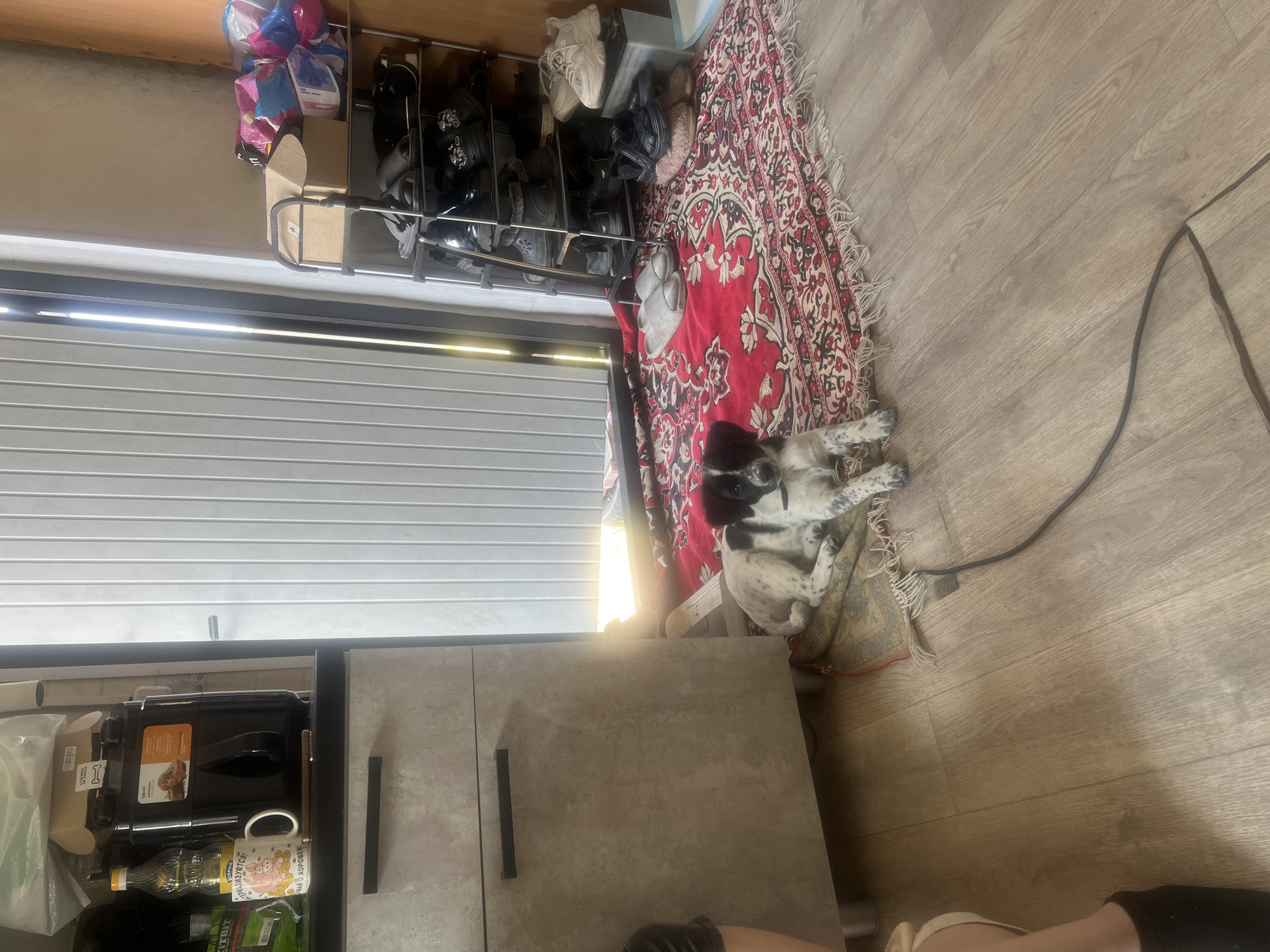 A residential interior is shown from an elevated perspective, revealing a cluttered environment. The focal point is a black-and-white dog sprawled out on a red and white patterned rug placed over another rug with a brown and beige patterned design. The dog is positioned near a closed metal roll-up door, with bright light seeping through the edges. To the left of the door, a built-in cabinet with two vertical pull handles is visible. Adjacent to the cabinet is a shoe rack filled with various shoes and storage bags. A black electrical cord is seen stretching across the wooden floor towards the lower right corner of the frame. The room is illuminated with natural light supplemented by indoor lighting.