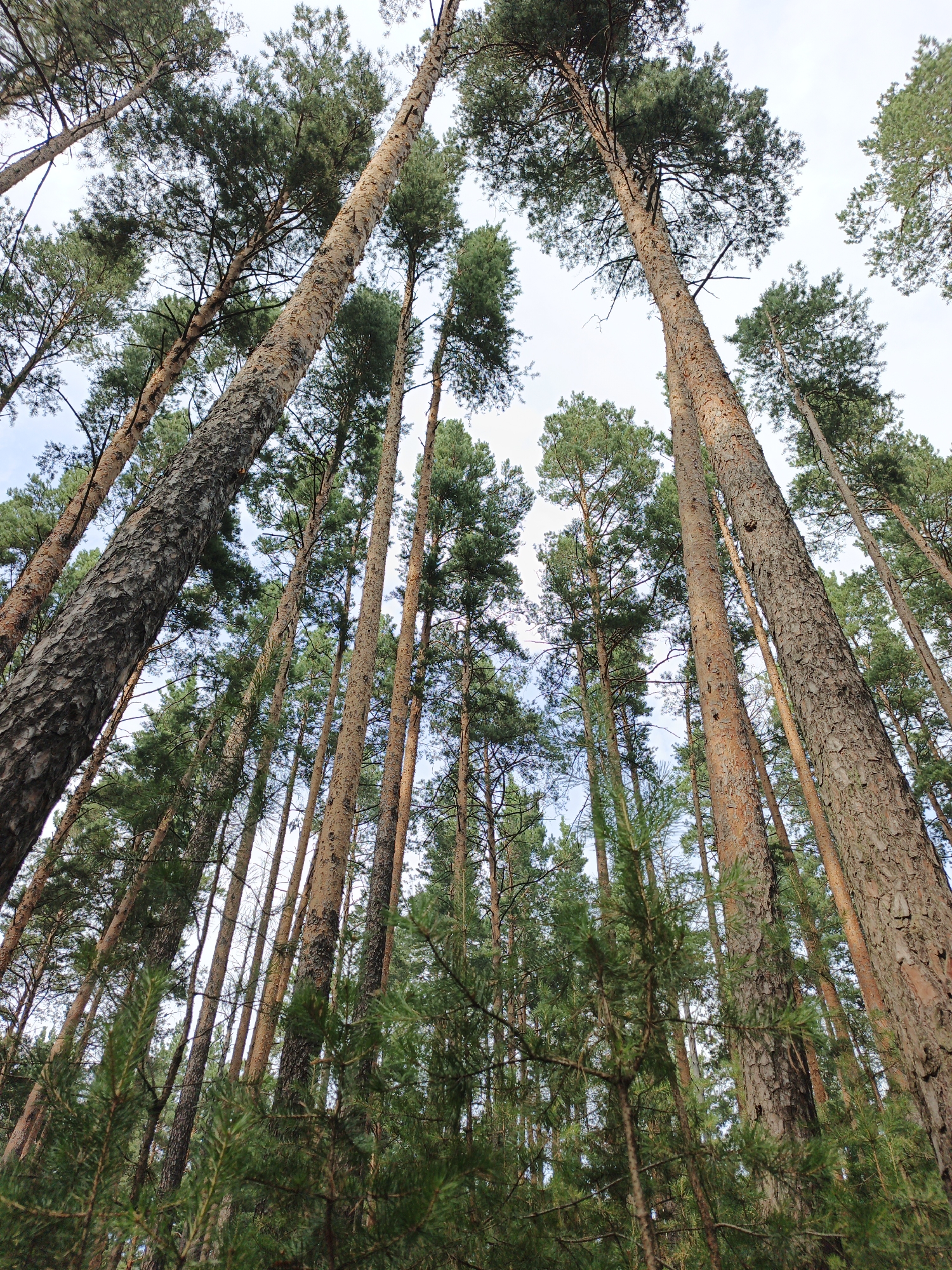 This is a low-angle, wide shot of a pine forest in Sarafanovo, Russia. Tall, mature pine trees dominate the frame, their rough bark and evergreen needles clearly visible. The perspective looks upwards towards the canopy, creating a sense of immense height and depth. The trees are densely packed, with some younger pines growing closer to the forest floor. The sky is overcast and pale, suggesting it is either early morning or late afternoon. There is no visible text or activity taking place, just a serene, natural scene. The overall mood is one of peaceful solitude and the grandeur of nature.