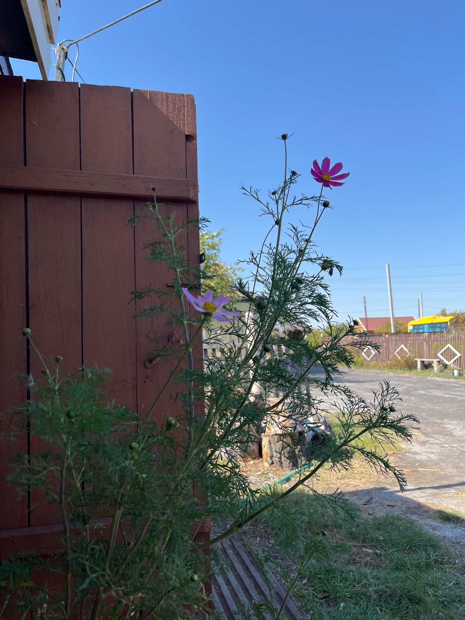 A bright pink cosmos flower, with a yellow center and thin, delicate petals, is in full bloom against a clear blue sky. The flower is on a tall, slender stem with feathery green leaves. To its left, a lighter pink cosmos flower is also visible, partially obscured by the foliage. In the foreground, a section of a dark red wooden fence or gate is visible on the left side of the frame. The background shows a gravelly pathway leading into the distance, with a wooden fence adorned with diamond-shaped patterns. Beyond the fence, buildings and power lines can be seen, along with a yellow bus. The scene suggests an outdoor setting in a semi-rural or suburban area, possibly within a village or town. The lighting indicates it is daytime.
