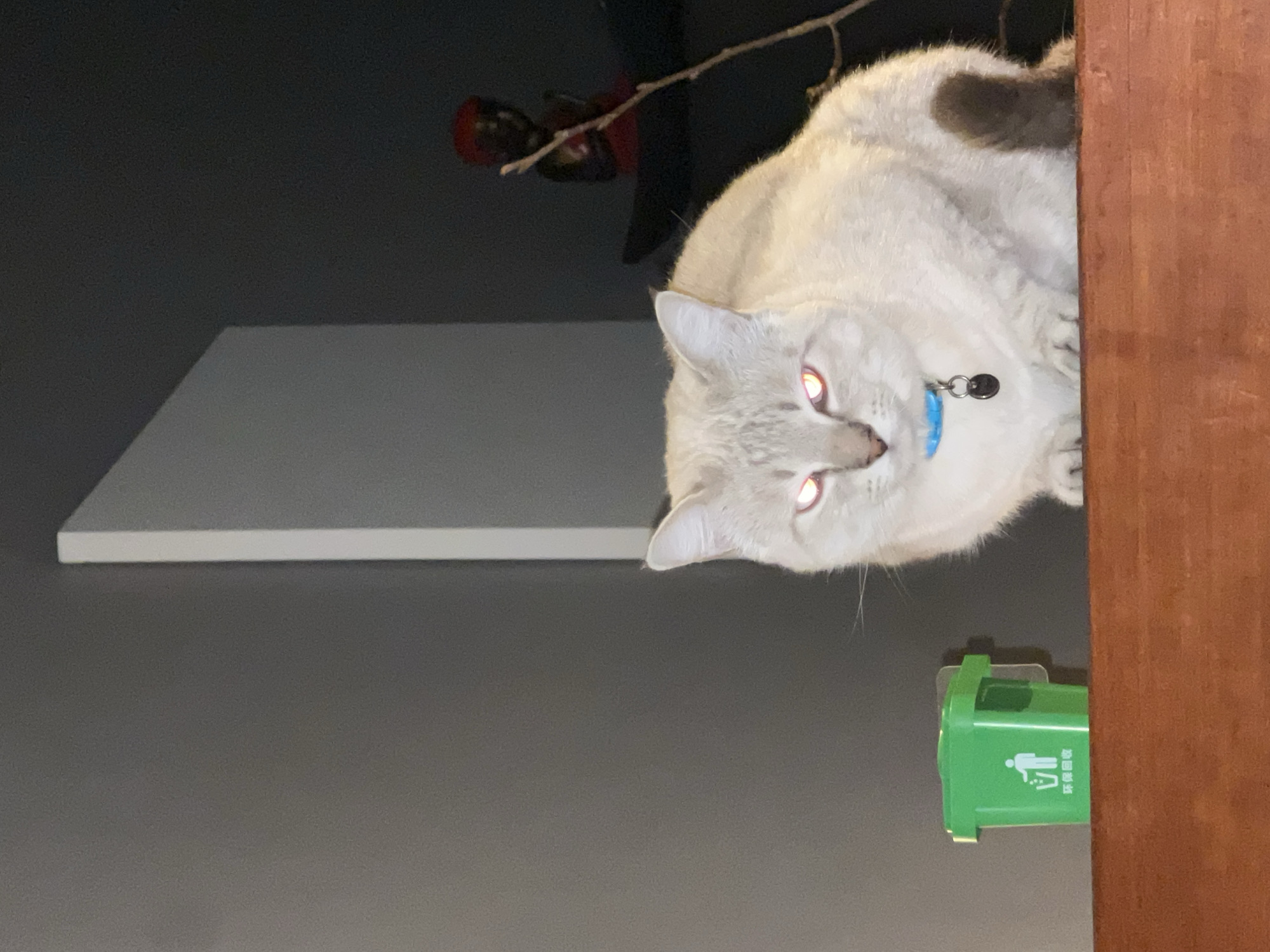 A light-colored cat with cream or white fur and striking red glowing eyes is the main subject of this indoor photograph. The cat is positioned on the upper right side of the frame, appearing to peer down from an elevated surface, possibly a shelf or piece of furniture made of dark wood, which forms the right border of the image. It wears a light blue collar with a small, circular metallic charm. A darker grey or brown patch of fur is visible on the cat's head/back.
In the mid-ground, a white, rectangular shelf or surface extends horizontally from the left. Below this shelf, the background consists of a dark grey wall.
On the lower right side of the image, a miniature green trash can or recycling bin is visible, attached to a surface. It features a white recycling symbol depicting a person disposing of waste, along with Chinese characters that read "环保回收" (Environmental Recycling).
In the darker upper background, behind the cat, a thin, gnarled stick or branch is present, and a blurred, dark red object or figure is partially visible. The overall lighting is dim, indicating it might be evening or night, which has caused the red-eye effect in the cat's pupils due to flash photography. The cat's intense gaze suggests it is focused on something unseen below.