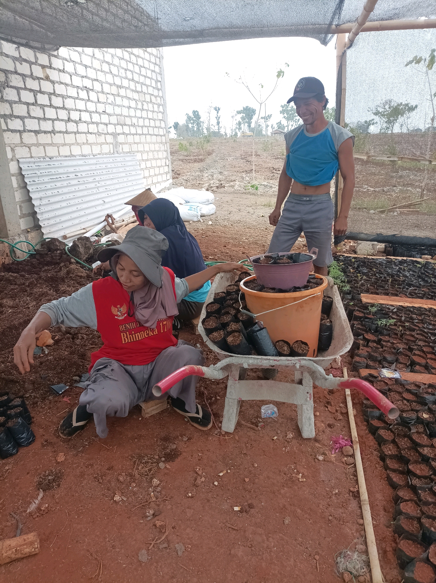 The image depicts an outdoor nursery in Merakurak, Indonesia, where three individuals are engaged in planting or potting saplings. In the foreground, a person wearing a grey hat, a red shirt with an emblem, and grey pants is seated on the ground, actively working with soil and small black bags containing plants. To their left, a second person, wearing a dark hijab and a blue shirt, is also seated and appears to be assisting. In the background, a man in a blue tank top and grey shorts, wearing a black cap, stands and looks down, smiling.
The environment is characterized by a mix of natural and constructed elements. A white brick wall forms part of a structure on the left, with corrugated metal sheeting visible. A shaded area is created by a dark mesh tarp supported by bamboo poles. The ground is composed of reddish-brown soil, with scattered debris like small rocks and twigs. Numerous small black bags, each containing a young plant, are arranged in neat rows on the ground to the right, indicating the nursery setting. A wheelbarrow in the center of the image is filled with soil, pots, and more of the bagged saplings, suggesting ongoing work. The overall scene conveys a sense of agricultural activity and community involvement in a nursery operation.