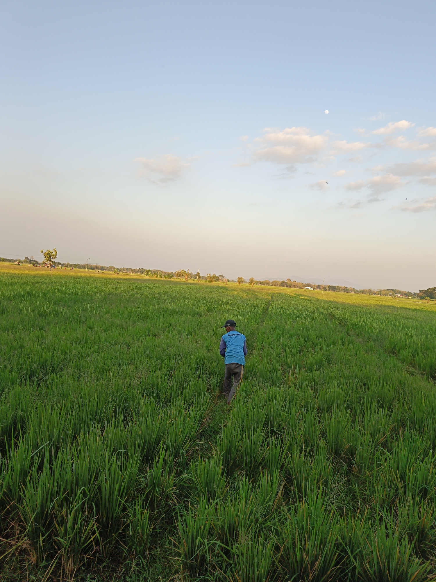 In the city of Trucuk, Indonesia, a person is walking through a vast green rice field under a pale blue sky with scattered clouds. The individual, seen from behind, is wearing a blue vest over a darker garment and dark pants, along with a cap. A small, bright moon is visible high in the sky, alongside two small dark birds. The sun appears to be setting, casting a warm glow on the distant horizon, where trees and a few structures are faintly discernible. The foreground is dominated by the lush, tall rice stalks, creating a dense green carpet that stretches towards the horizon. A narrow path is visible amidst the rice plants, indicating the person's trajectory through the field.