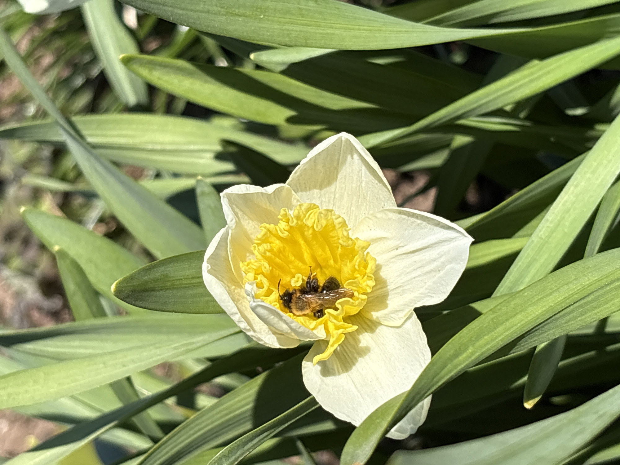 A close-up shot depicts a single daffodil flower, its petals predominantly white with a frilled, yellow center. At least two bees are nestled inside the flower's yellow center. The flower is surrounded by several long, green leaves. The location is not discernible from the image.