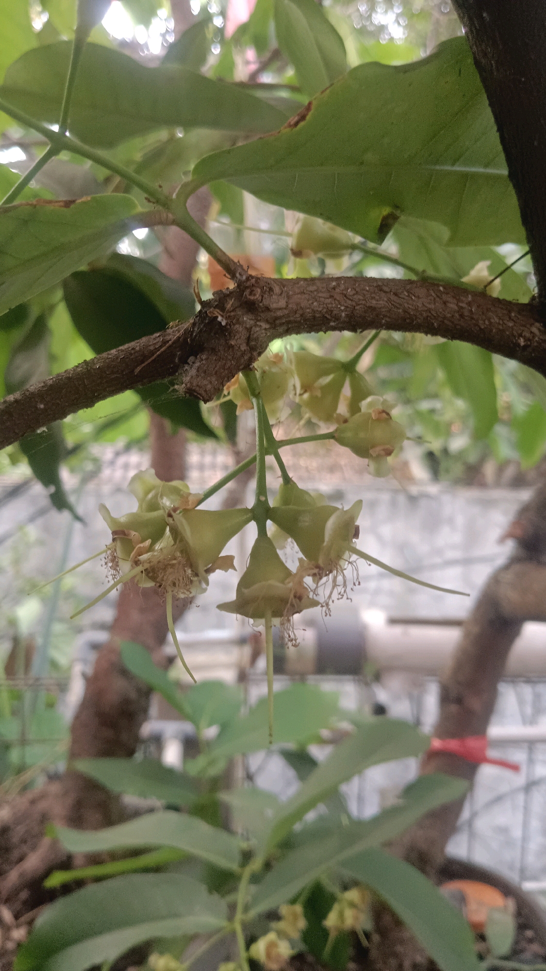 A close-up shot focuses on a cluster of light green, bell-shaped flowers hanging from a brown, woody branch. The flowers have delicate, wispy stamens extending from their centers. Several large, green leaves are visible in the background, some with brown edges, interspersed with bokeh lights suggesting an outdoor setting. A thick, dark brown tree trunk is partially visible on the right side. Below the branch with the flowers, out-of-focus green leaves and the tops of plants in a pot are visible. In the far background, blurry elements suggest a fence and possibly buildings. The overall lighting is soft, with some highlights on the leaves and flowers. The image appears to have been taken outdoors in a garden or natural environment within East Jakarta, Indonesia.