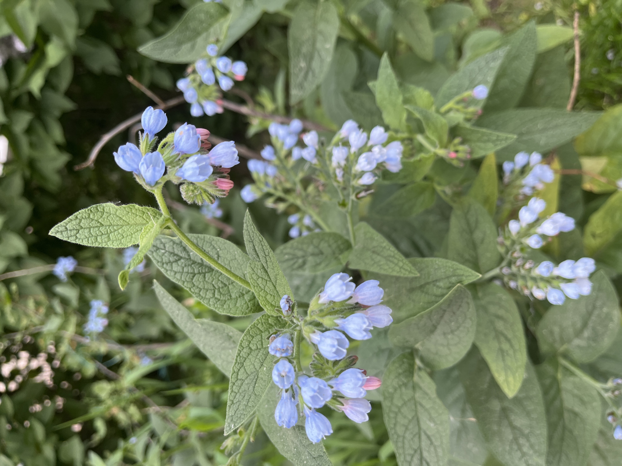 The image shows a close-up view of a flowering plant with light blue, bell-shaped blossoms. Some of the buds are still pink. The leaves are green, textured, and oval-shaped. The environment seems to be outdoors, possibly a garden or natural setting. The location, city, and specific environment are unknown.