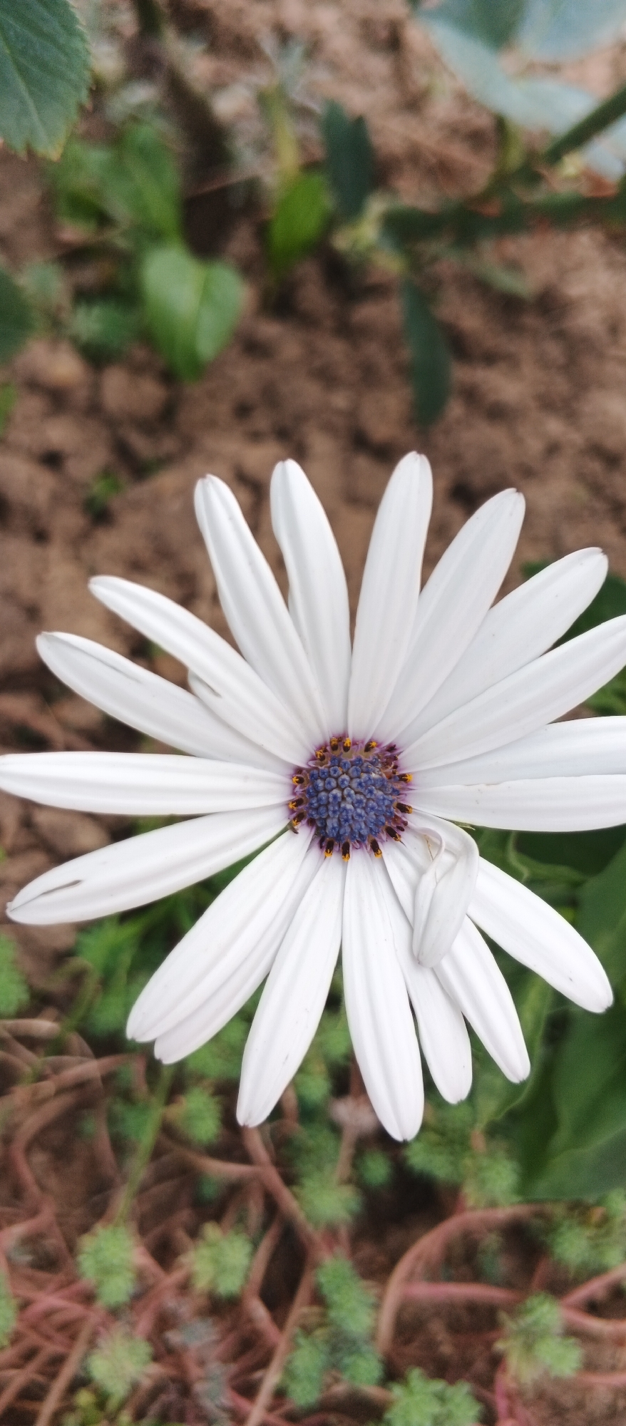 A close-up shot captures a white daisy-like flower with a purple and yellow center. The flower has numerous slender white petals radiating outwards. One petal on the right side is bent, giving a sense of movement or fragility. The background is softly blurred, showing brown soil and some green foliage. This image is located in Berehove, Ukraine.