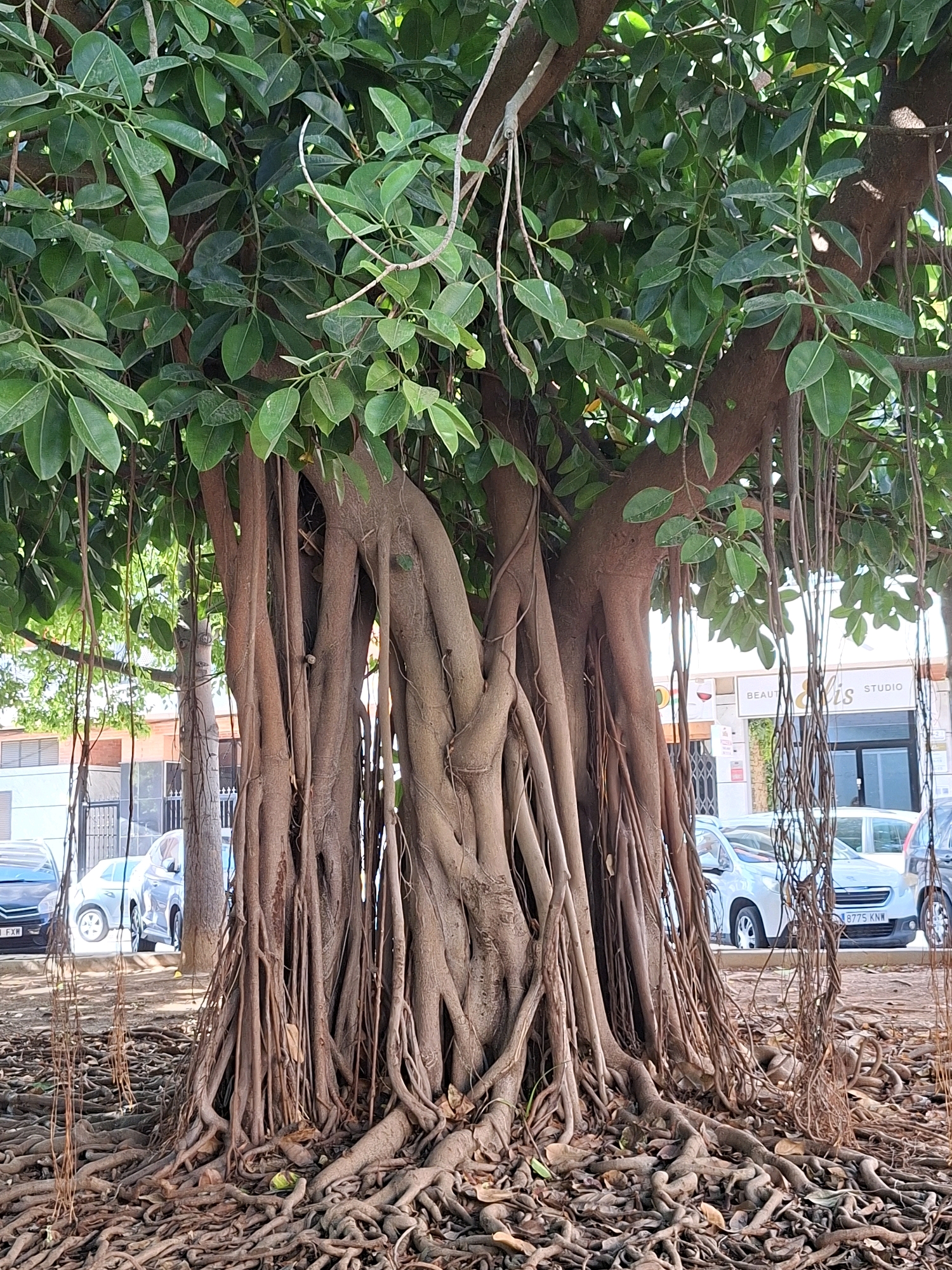 The image depicts a large Ficus tree with its characteristic aerial roots prominently displayed. The tree has a thick, gnarled trunk and a dense canopy of green leaves. The aerial roots hang down, some reaching the ground and intertwining with the exposed root system at the base of the tree. The ground around the tree is covered with dry leaves and exposed roots.
In the background, a street scene is visible with parked cars. One car has a license plate visible that reads "8775 KNW". Behind the cars, there is a building with signage that includes the words "BEAUT" and "STUDIO". The architecture suggests an urban environment.
Based on the license plate format and the style of the buildings and cars, the location is likely within Torrevieja, Spain. The scene appears to be a public space, possibly a park or a street-side area with a mature tree. There are no people visible in the image.