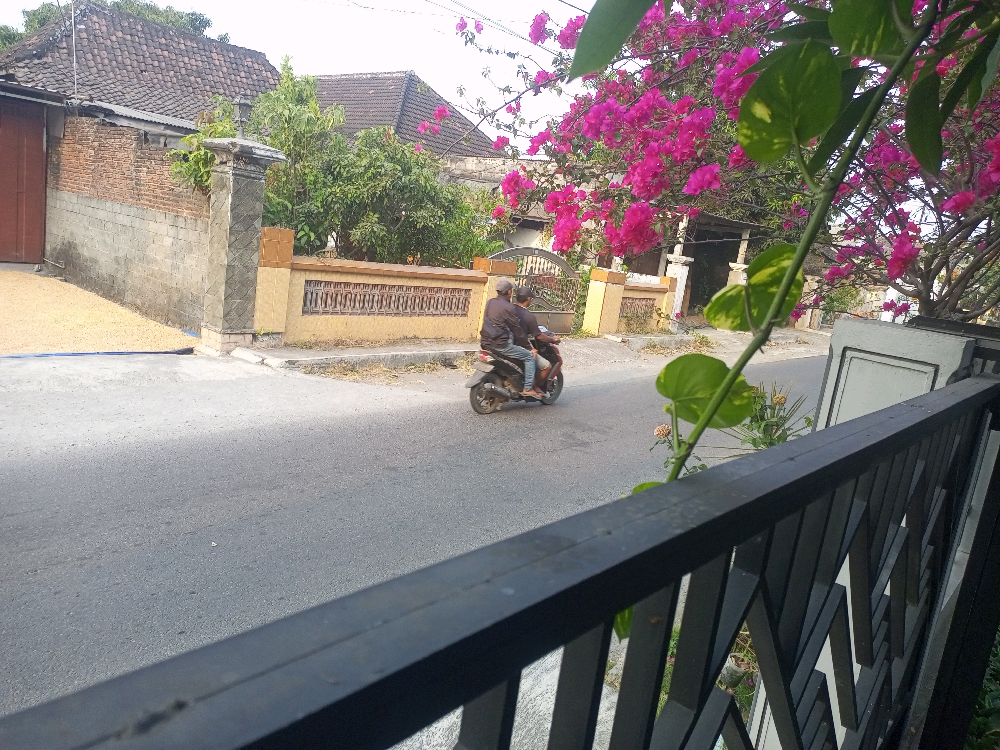 The image depicts a street scene in Ngasem, Indonesia, on what appears to be a sunny day. In the foreground, a black metal railing with a geometric pattern is partially visible. Beyond the railing, a paved road runs through a residential area. On the road, two individuals are riding a scooter. The person in the back is wearing a dark jacket and jeans, while the person in front is wearing a dark shirt and jeans. They are both wearing baseball caps. To the left of the road, a brick wall with a grey stone capping runs along the property line. Behind the wall, a house with a tiled roof is visible, along with lush green trees and vibrant pink bougainvillea flowers cascading from a tree. A gate with an arched design is also present. The overall impression is a snapshot of everyday life in a tropical urban setting.