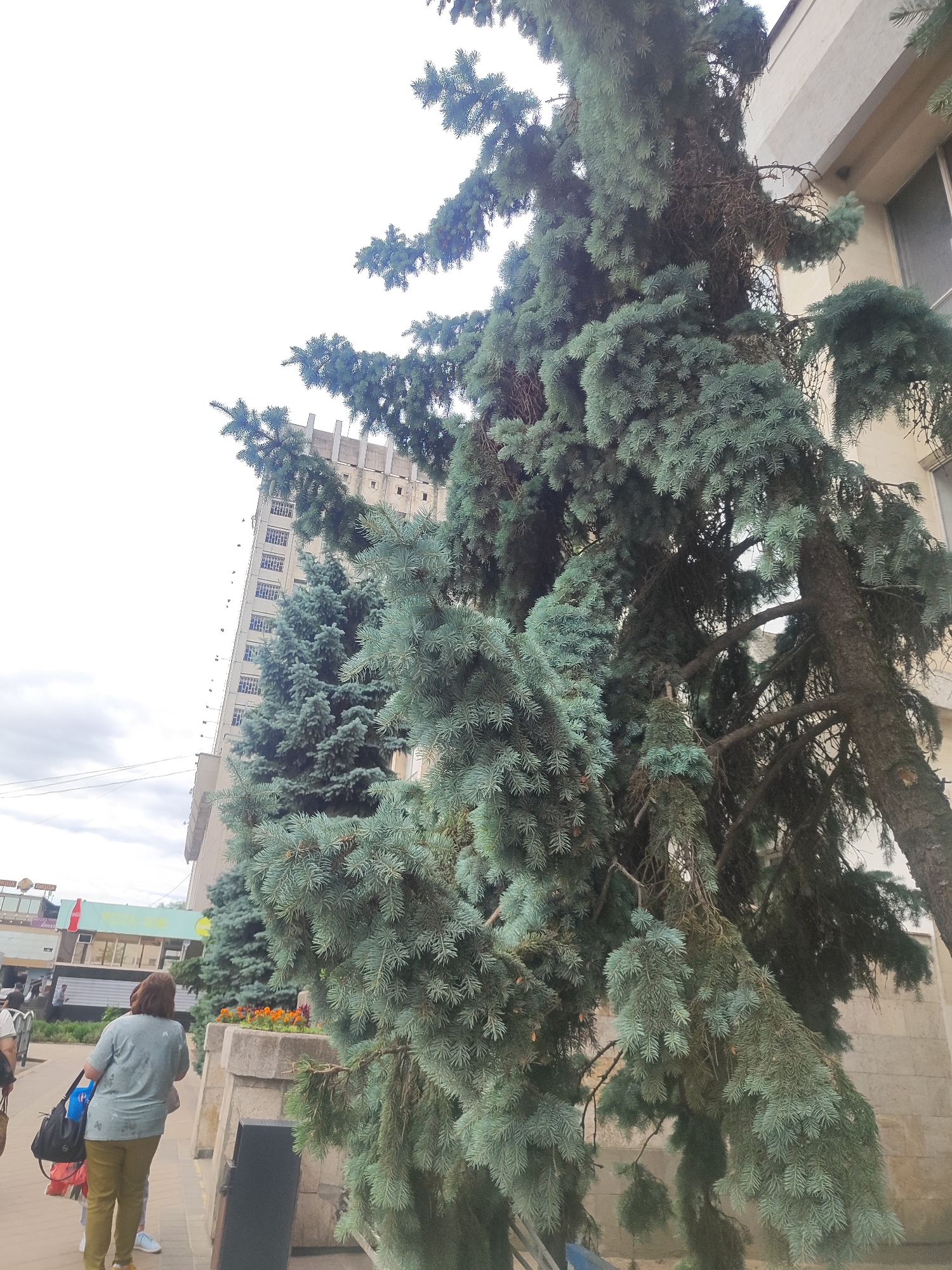 A woman walks on a sidewalk next to a tall evergreen tree in front of a building. She is facing away from the camera and is wearing a blue-green shirt and olive-colored pants. She is carrying a black bag and a white bag. The tree is dense and its branches hang down. Behind the tree and the woman is a tall, light-colored building with many windows. The sky is overcast.