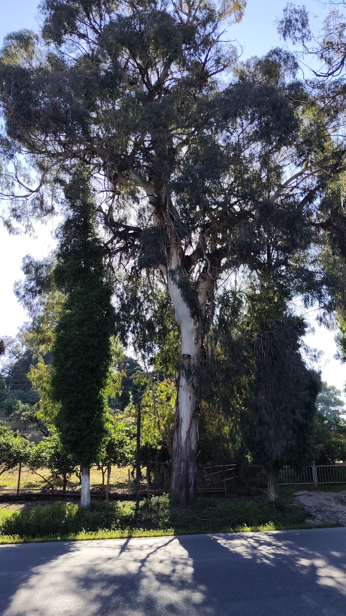 This media file captures a sun-drenched roadside landscape in Gulrypsh, Abkhazia, primarily featuring a towering tree with pale, peeling bark and a vast canopy of dense, dark green leaves, characteristic of a Eucalyptus. This dominant tree stands centrally, its thick trunk rising high, with numerous branches spreading wide, creating a complex network of foliage against the bright sky.
To the left of the large tree, a tall, slender, dark green evergreen tree, possibly a cypress, stands prominently. Another tree with light bark and hanging foliage is partially visible to the right. In the background, a gentle hillside rises, covered with numerous smaller trees or shrubs, enclosed by a wire or metal fence. A dark utility pole is visible behind the slender evergreen tree.
The foreground features a paved road or asphalt surface, dramatically illuminated by dappled sunlight, creating intricate patterns of shadows cast by the overhead trees. A strip of green grass and wild foliage separates the road from the fence line and the hillside. The bright light and distinct shadows suggest a clear, sunny day, likely during the morning or late afternoon. There is no visible human activity, and no text is discernible in the image. The overall scene conveys a sense of peaceful nature along a rural or semi-rural route.