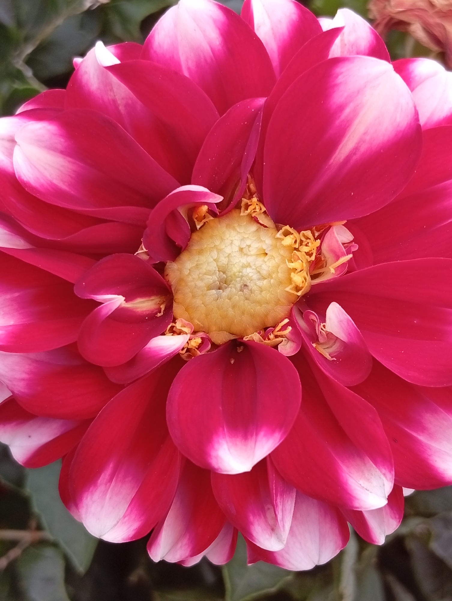 A close-up, overhead shot focuses on the vibrant, layered petals of a fuchsia and white dahlia. The center of the flower is a bright yellow disc, surrounded by a dense arrangement of fuchsia petals that gradually fade to white at their tips. The petals are curved and overlapping, creating a sense of depth and texture. The background is a dark, blurred green, suggesting foliage. The lighting is natural and appears to be diffused. The image is sharp and detailed, highlighting the intricate structure of the flower. The location of this image in the city of Unknown, Unknown is not specified.