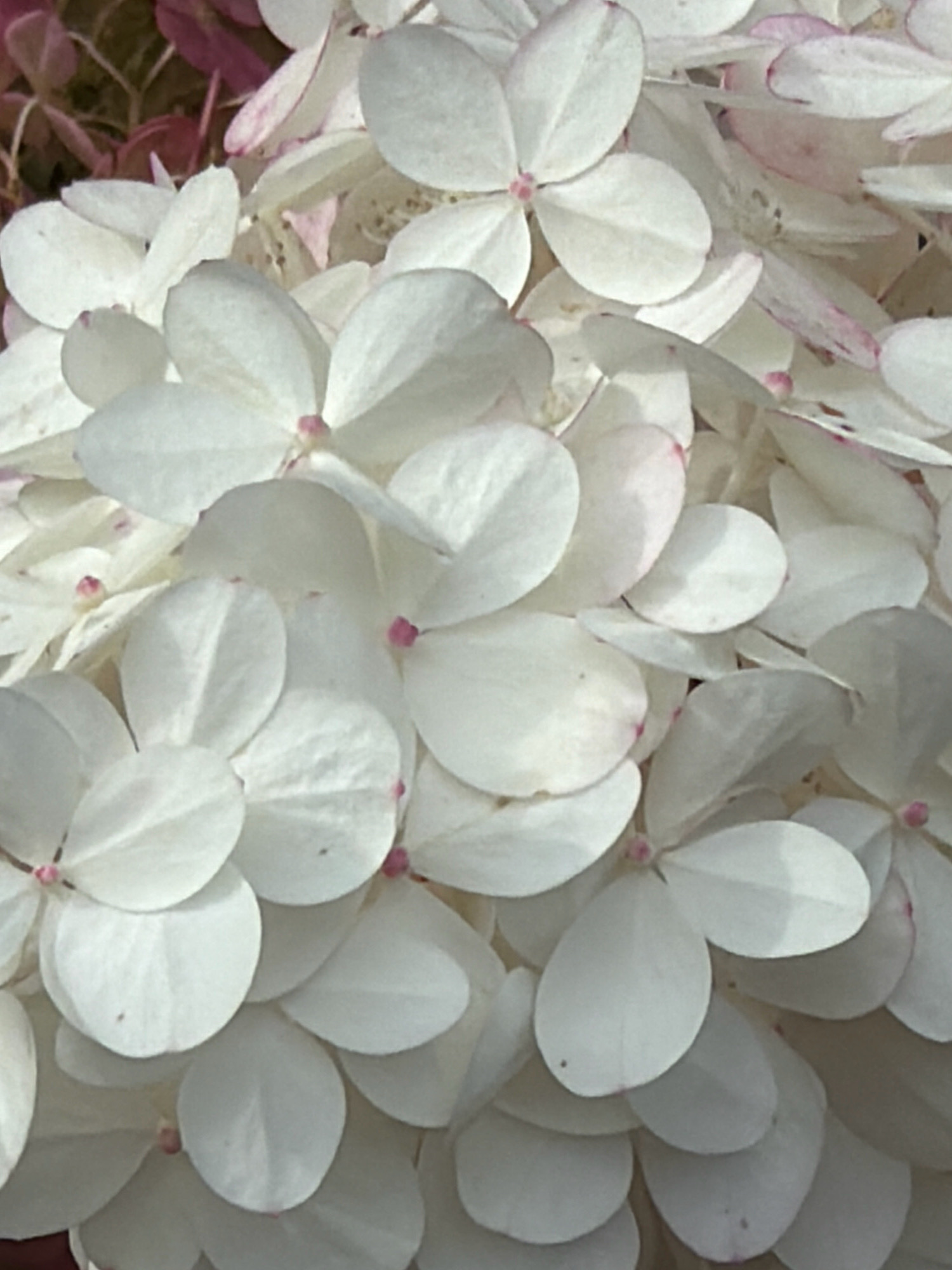 A close-up, tightly cropped shot features a cluster of white hydrangea flowers. The petals are delicate and ovate, with some displaying subtle pink blushing along the edges. The center of each flower has a tiny pink stamen. The background is a soft blur of more hydrangea blooms and some dark green foliage. The image appears to be taken outdoors in natural light, highlighting the textures and subtle color variations of the flowers. There is no discernible location in Wrocław, Poland, as the image focuses solely on the floral subject matter.