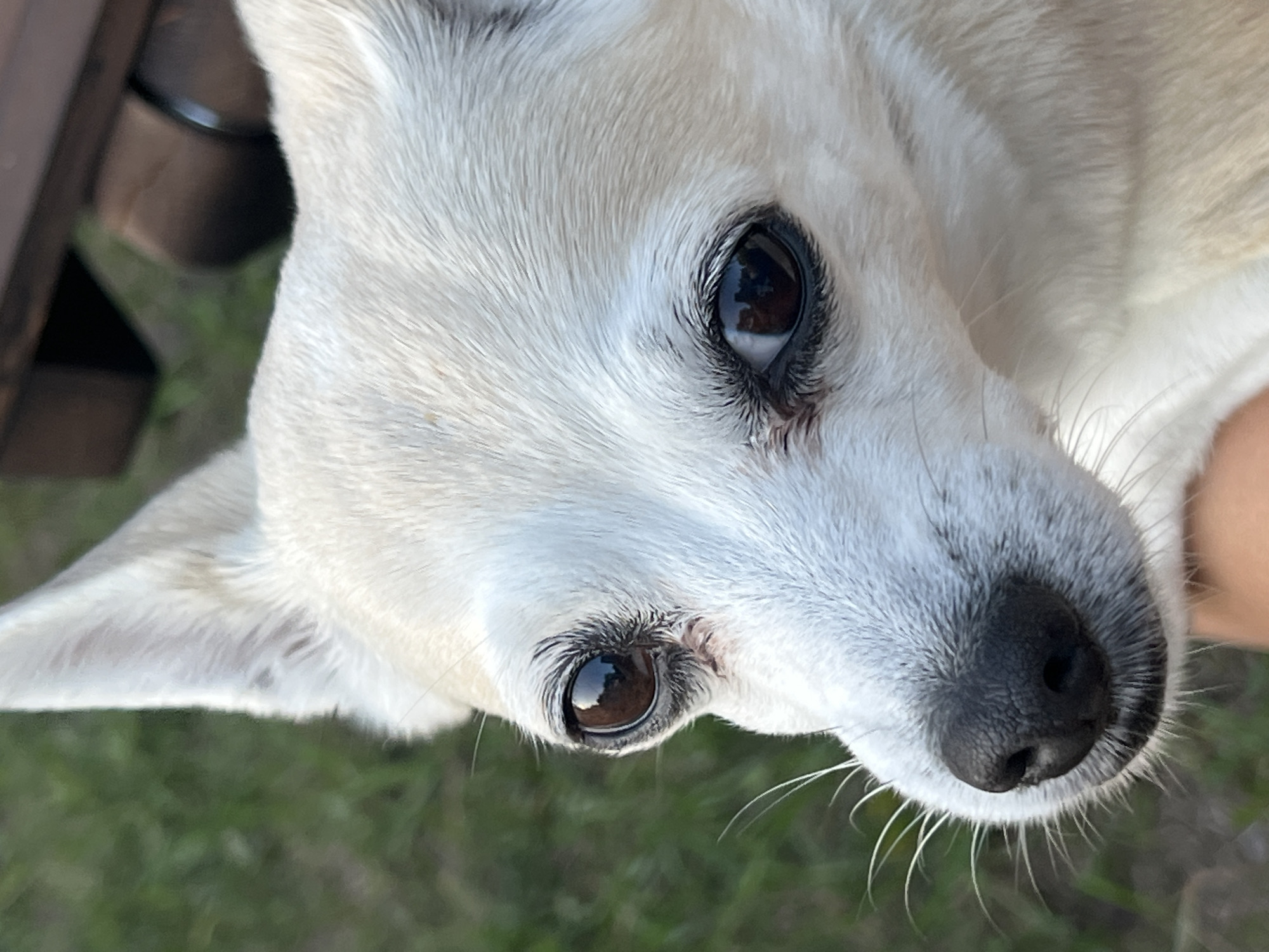 A close-up, eye-level outdoor photograph shows the face of a cream-colored Chihuahua dog. The dog is looking slightly to its left, with its dark brown eyes prominently visible. Its black nose is wet and textured, surrounded by long, white whiskers. The background is blurred, with green grass and a hint of a wooden object, likely a bench or table. The lighting suggests it is daytime, with sunlight casting subtle shadows on the dog's face. The image captures the dog's fur texture and the details of its facial features. There is no indication of the city of Kulishi, Ukraine, or any specific urban environment.