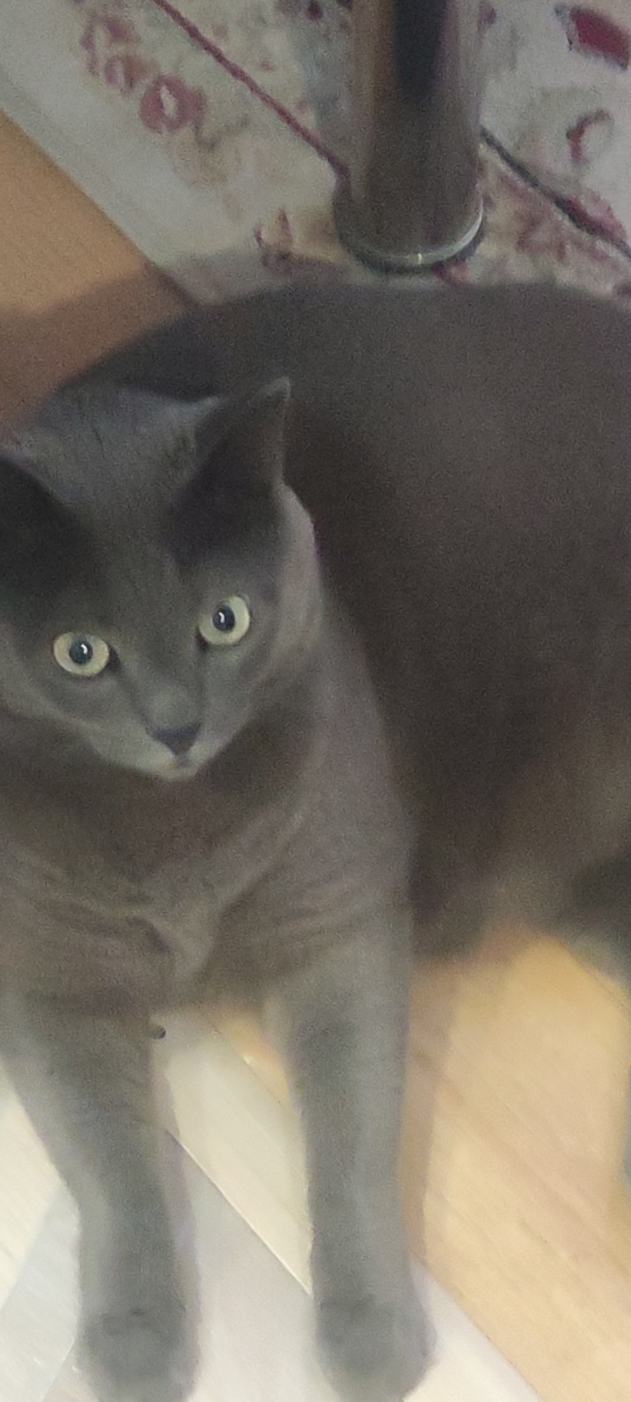 The image shows a close-up, high-angle view of a gray cat lying on a wooden floor. The cat has green eyes and its ears are alert. In the background, a patterned rug and a metallic object, possibly a lamp or a table leg, are visible. The scene appears to be indoors, likely a domestic setting. There is no indication of the city of Ridder, Kazakhstan, or any other specific location.
