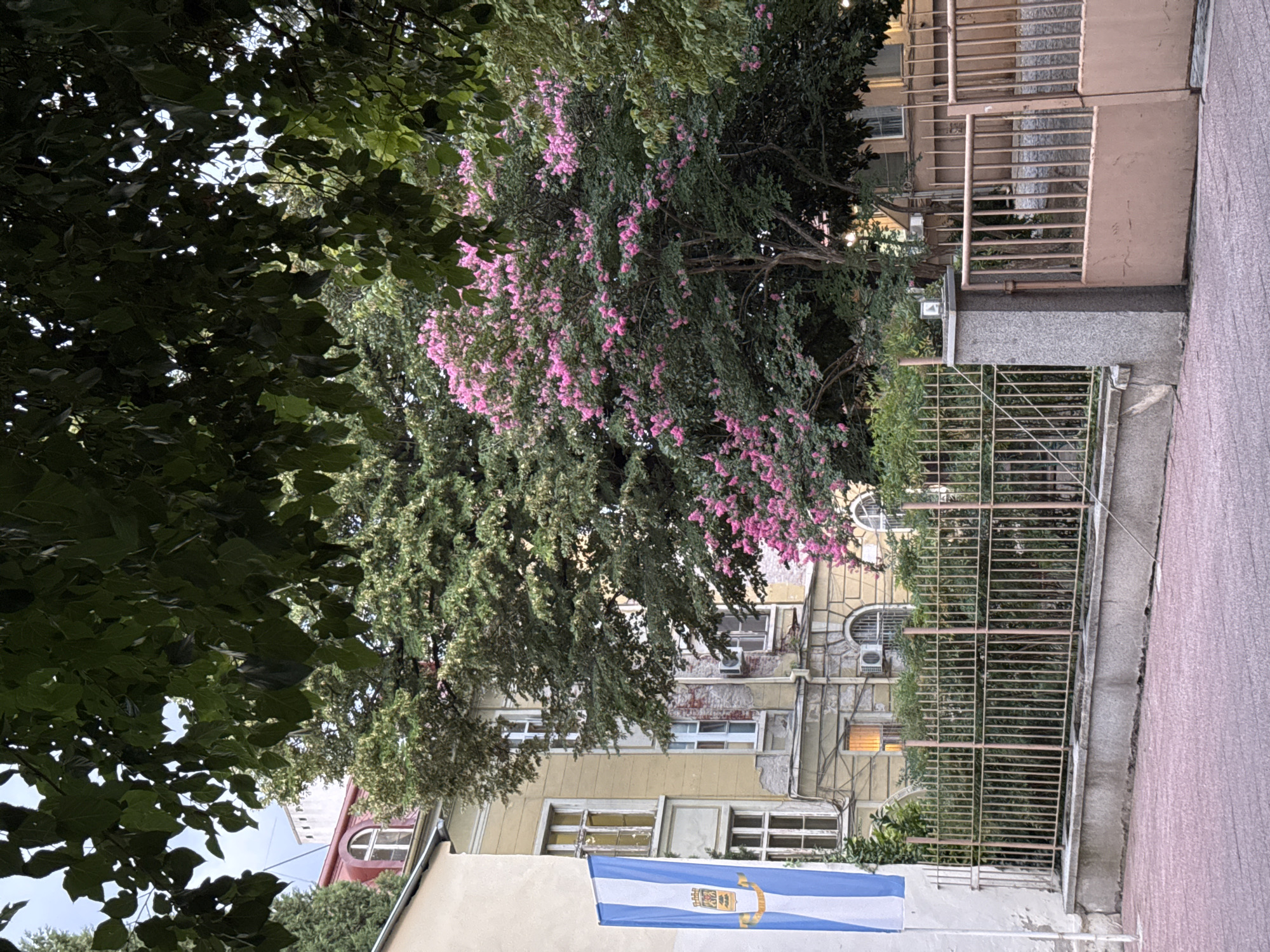 The image depicts the exterior of an old building in Plovdiv, Bulgaria. The building, painted in a faded yellow and cream color, features multiple windows, some with arched tops. A large tree with abundant pink blossoms is prominently situated in front of the building, with its branches extending towards the camera and partially obscuring the facade. To the left of the building, a tall flag with vertical blue and white stripes and a crest is visible, attached to a white pole. A metal fence with vertical bars and a concrete base runs along the foreground, separating the sidewalk from the building and its garden. The sidewalk is paved with reddish-pink rectangular stones. In the background, glimpses of other buildings and greenery are visible. The overall atmosphere suggests a quiet, historical urban setting, possibly during springtime or summer due to the flowering tree.