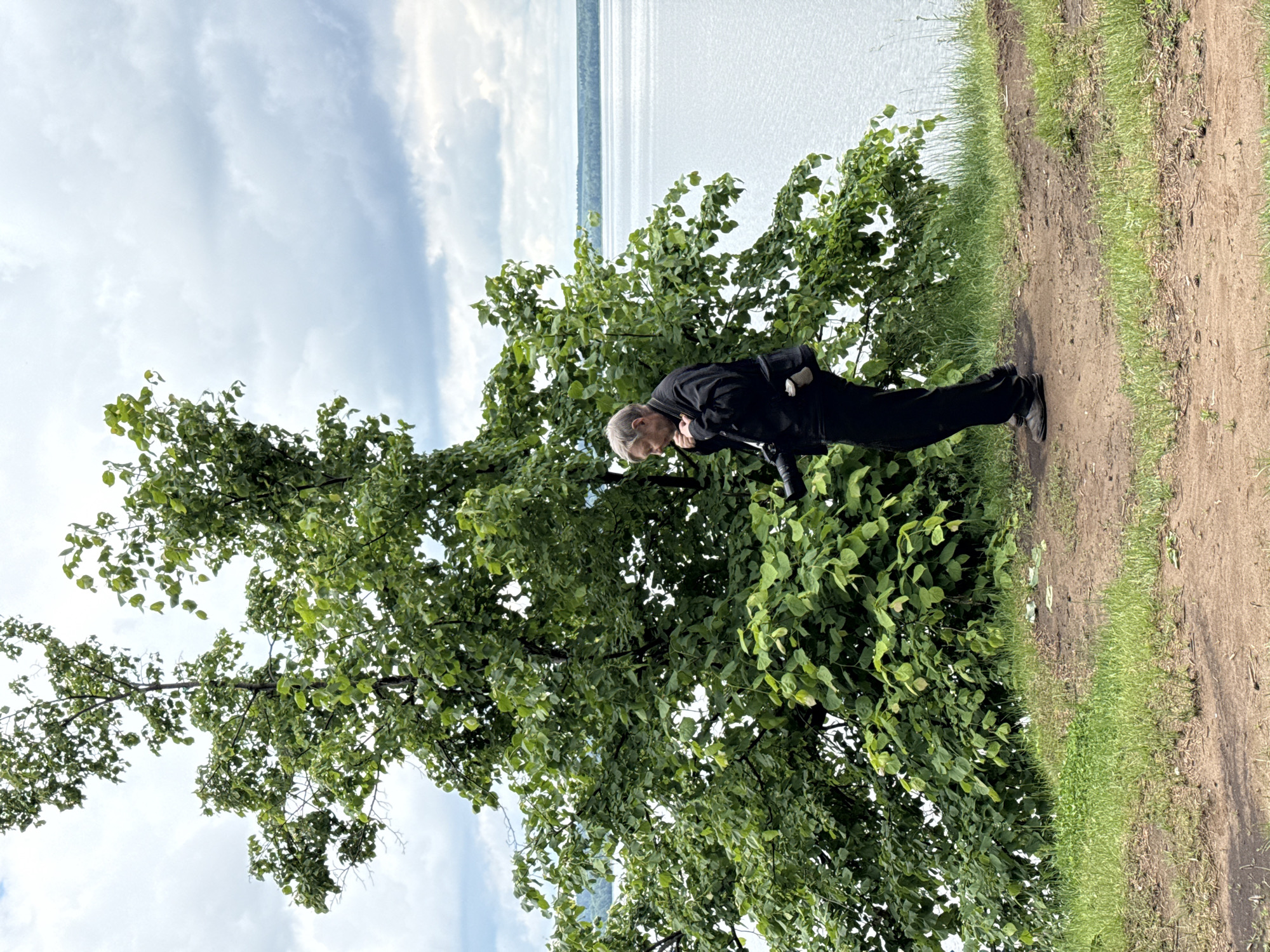 The image captures a man standing on a dirt path beside a large body of water, likely a lake, under a partly cloudy sky. The man, positioned in the right half of the frame, wears dark clothing, including a black jacket and trousers, and has light-colored hair. He is looking downwards, with his hands clasped or holding an unseen object near his torso, suggesting a contemplative or observant state.
A prominent tree with lush green foliage stands to the left and behind the man, its branches extending across the midground. The dirt path he stands on features patches of green grass along its edges and a gradual slope leading towards the water. The water's surface appears calm, reflecting the light from the sky, with a distant shoreline visible on the horizon. The sky is bright with scattered, elongated clouds, indicating a daytime scene. The overall setting is a tranquil, natural environment, consistent with a lakeside location. This scene is set in Votkinsk, Russia, as per the provided context. No visible text is present in the image.