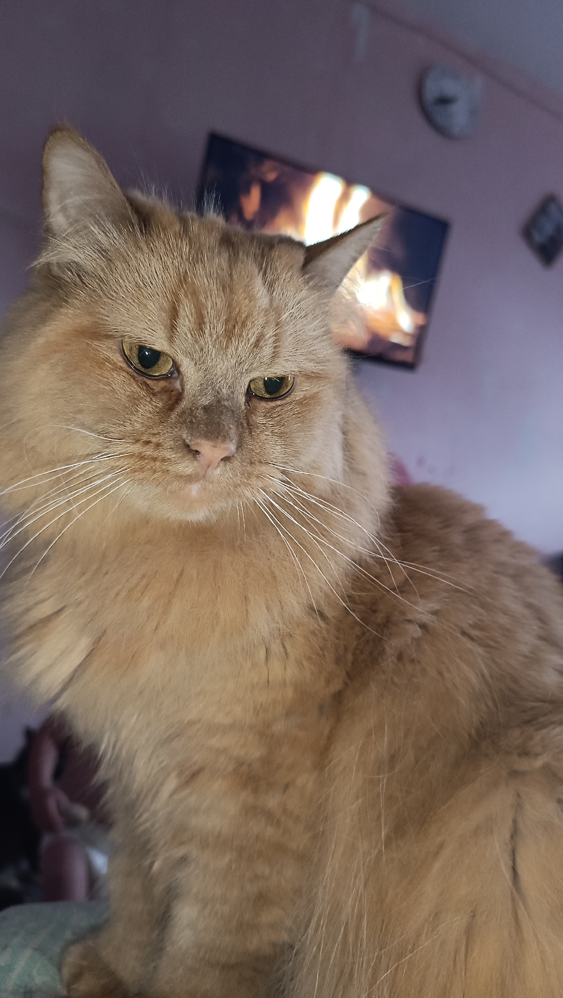 The image displays a close-up of an orange tabby cat's face. The cat has long fur, striking yellow-green eyes, and prominent white whiskers. Its expression appears somewhat displeased or contemplative. In the background, a television screen is visible, displaying an image of a fireplace with flames. The room's walls are painted a pale purple hue, and a clock is mounted on the wall. There are also some indistinct objects in the background, including what might be a framed picture. The scene appears to be indoors, likely in a residential setting. There is no information available to confirm this location as being in Chaikovsky, Russia.