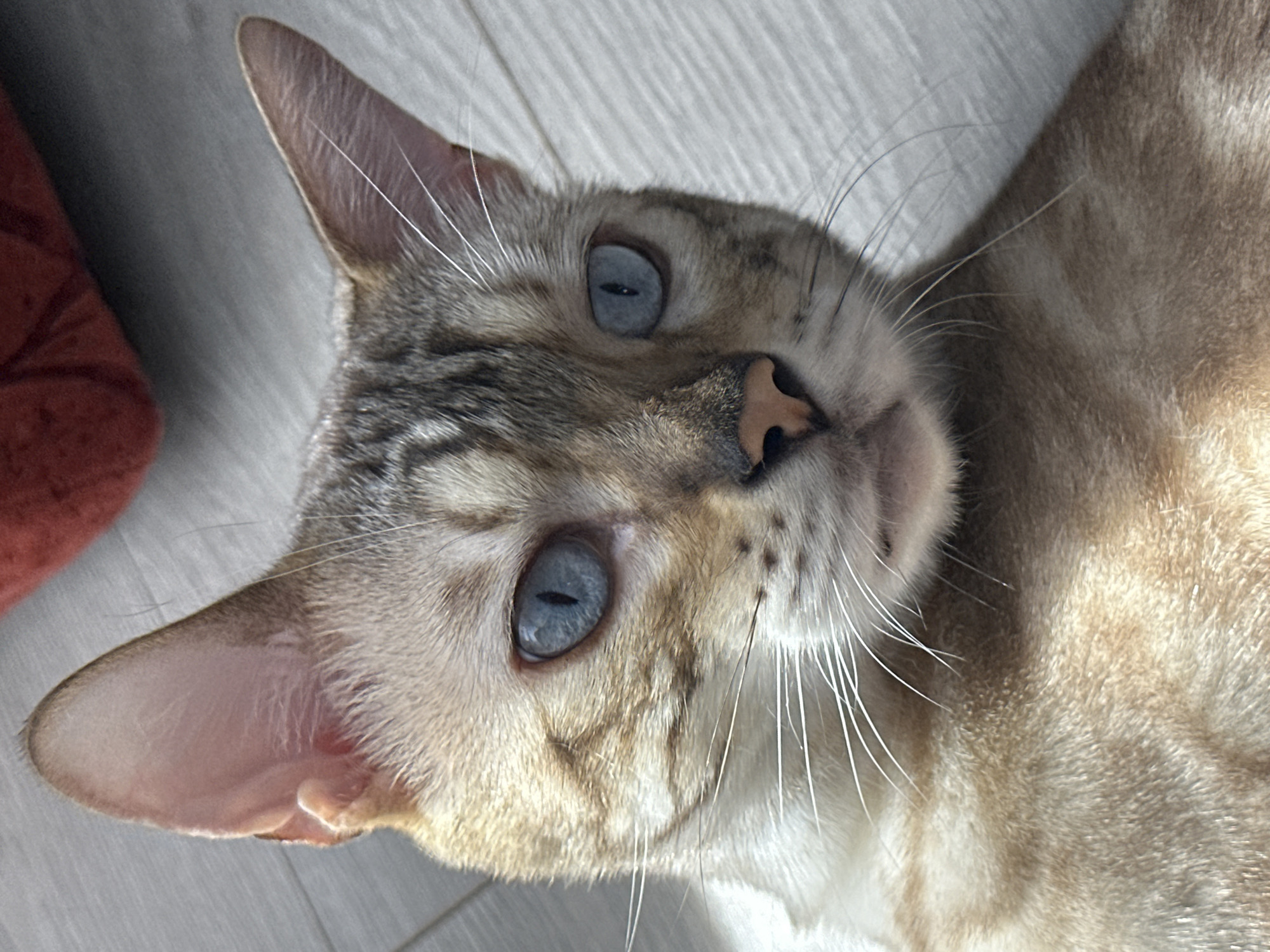 A close-up, eye-level, indoor shot focuses on the face of a Bengal cat with striking blue eyes and patterned fur. The cat is looking directly at the camera, positioned slightly to the left of center. Its ears are large and alert, with the left ear more prominent. The cat's nose is pinkish-brown, and its whiskers are long and white. The background consists of a light gray, wood-patterned floor and a blurry, reddish object in the upper right corner. The lighting appears to be natural, casting subtle shadows. There is no indication of the city of Energetik, Russia, in the image.
