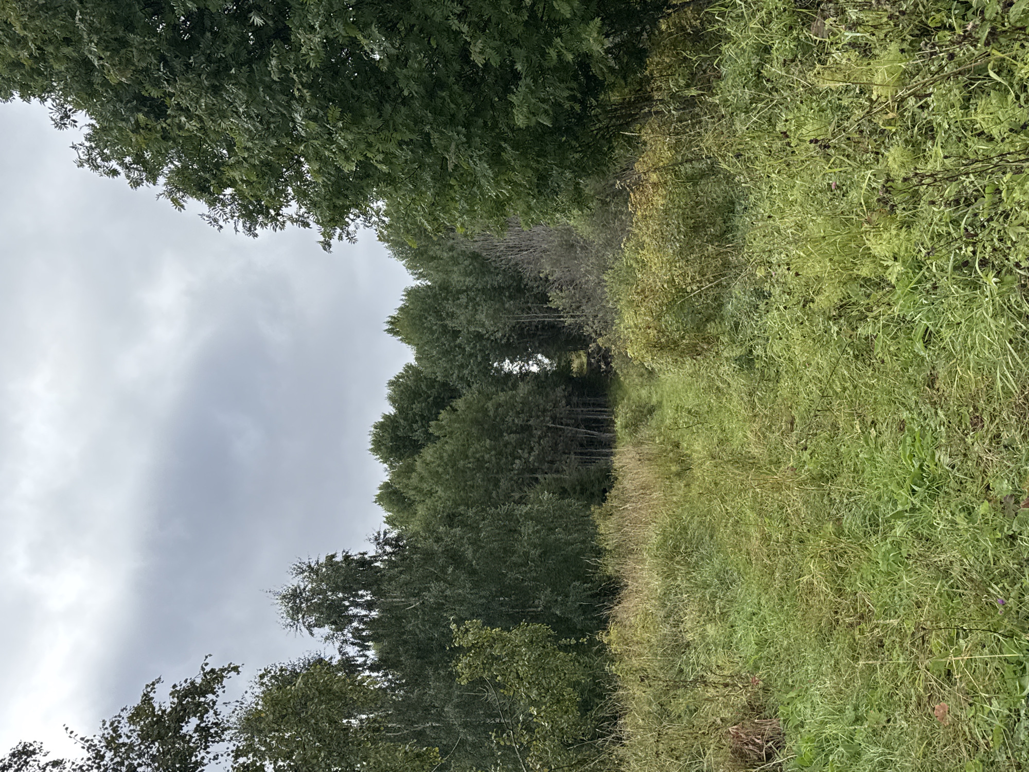 A long shot captures a dimly lit, overcast day in a rural landscape. The foreground is dominated by tall, green grass and weeds, with a narrow, overgrown path winding through it and disappearing into a dense forest. The forest, composed of various trees with dark green foliage, forms a wall on either side of the path. The sky above is a dull gray, with heavy clouds. The scene appears to be in a natural setting, possibly a meadow or field bordering a wooded area. There are no people or animals visible in the image. The image is a photograph taken from a slightly elevated position, looking down the path into the forest.