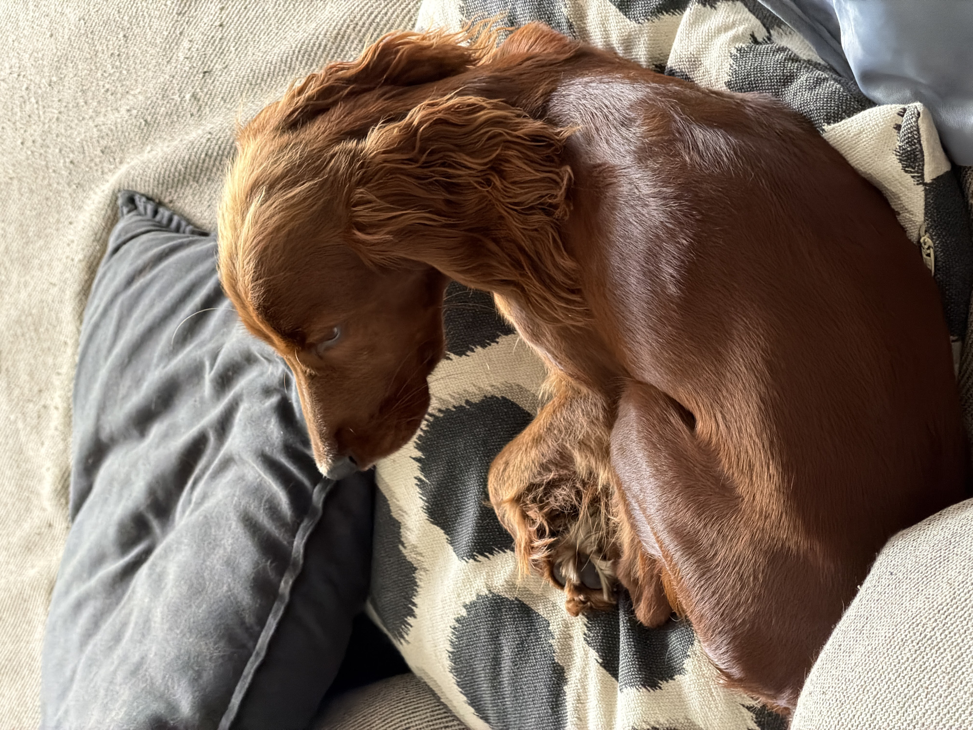 A reddish-brown dog, possibly a Cocker Spaniel or similar breed, is curled up and sleeping on a couch. The dog is resting its head on a gray pillow and its paws are on a black and white patterned pillow. The couch itself appears to be a light gray or beige color. The scene is indoors and well-lit, likely during the day. There are no people visible in the image. There is no specific location in the city of Chang Phueak, Thailand identifiable in this image.