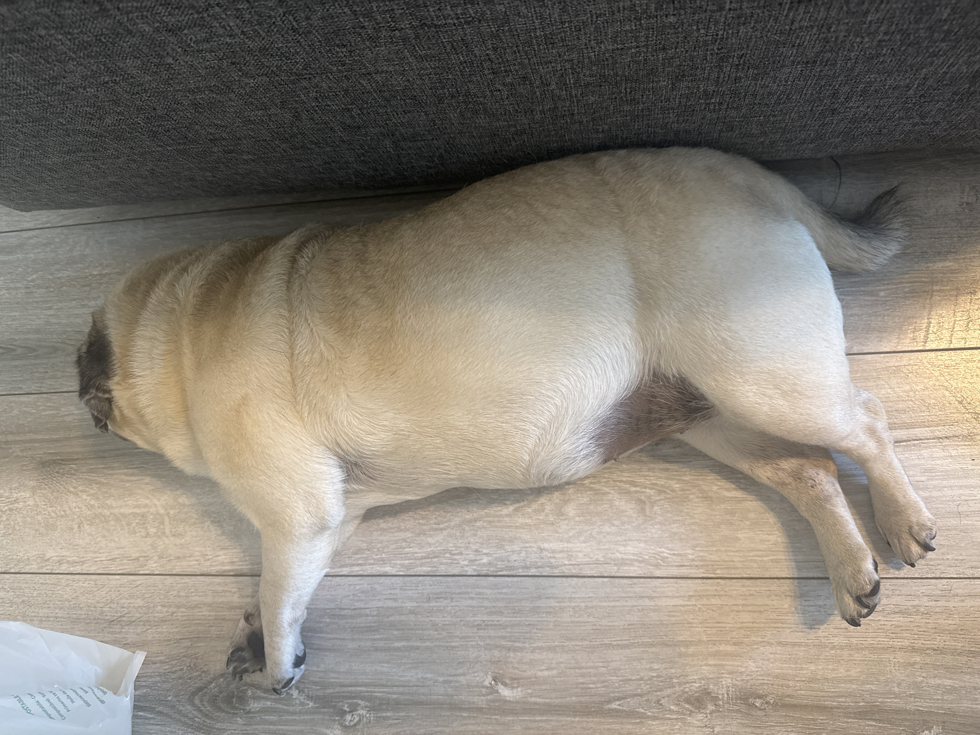 A pug is sleeping on its side on a light-colored wooden floor. The pug is facing to the left with its back to the camera. Its front legs are extended forward, and its hind legs are tucked underneath its body. A dark gray sofa is visible on the right side of the image, and a white paper bag is on the left side. The scene is indoors, likely in a residential setting.