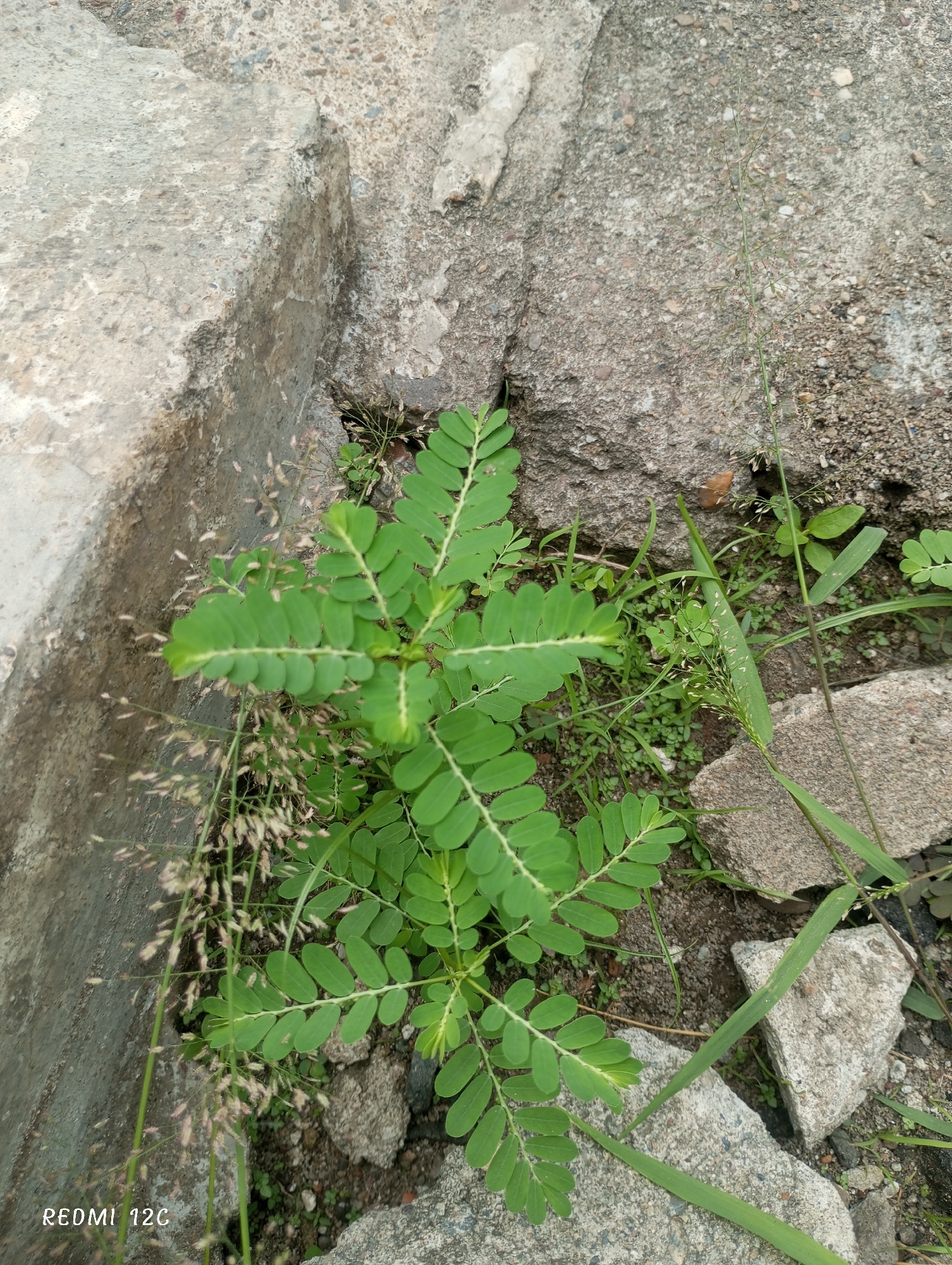 The image depicts a patch of vegetation growing in a crevice between concrete structures. The dominant plant is a Phyllanthus niruri, characterized by its small, oval-shaped leaves arranged along a central stem. Several other plants, including grasses and small broadleaf weeds, are also present. The surrounding environment consists of broken concrete fragments and exposed soil. The location, as provided, is the city of Lhokseumawe, Indonesia, but there are no visual cues in the image to confirm this.