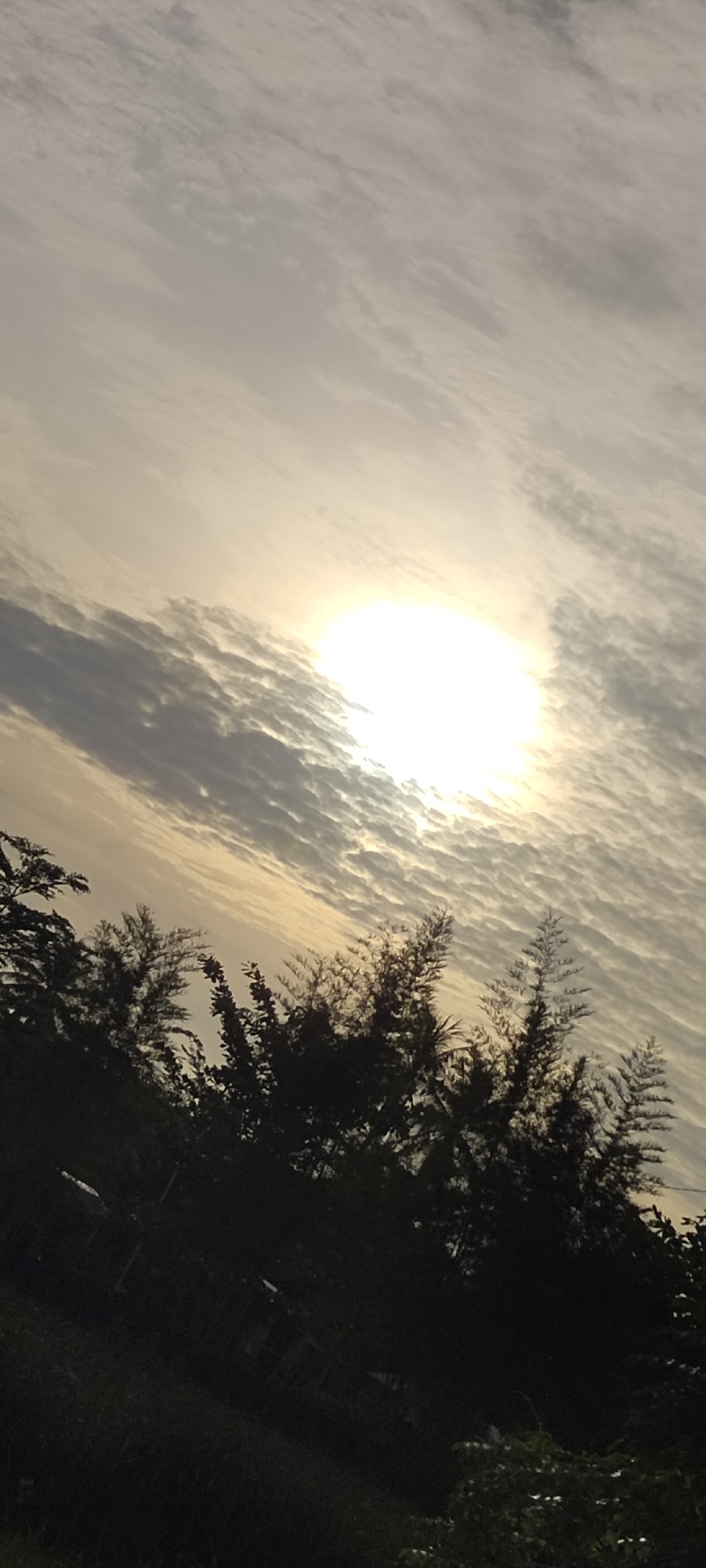 A low-angle, slightly tilted photograph captures a bright, hazy sun obscured by a layer of altocumulus clouds, with the silhouettes of trees filling the bottom third of the frame. The sky is overcast, with the clouds appearing as elongated, rippled formations stretching across the scene. The sun's light filters through the clouds, creating a diffused glow. The trees in the foreground are dark and undefined, their shapes vaguely discernible against the bright sky. The location is Peurupok, Indonesia.
