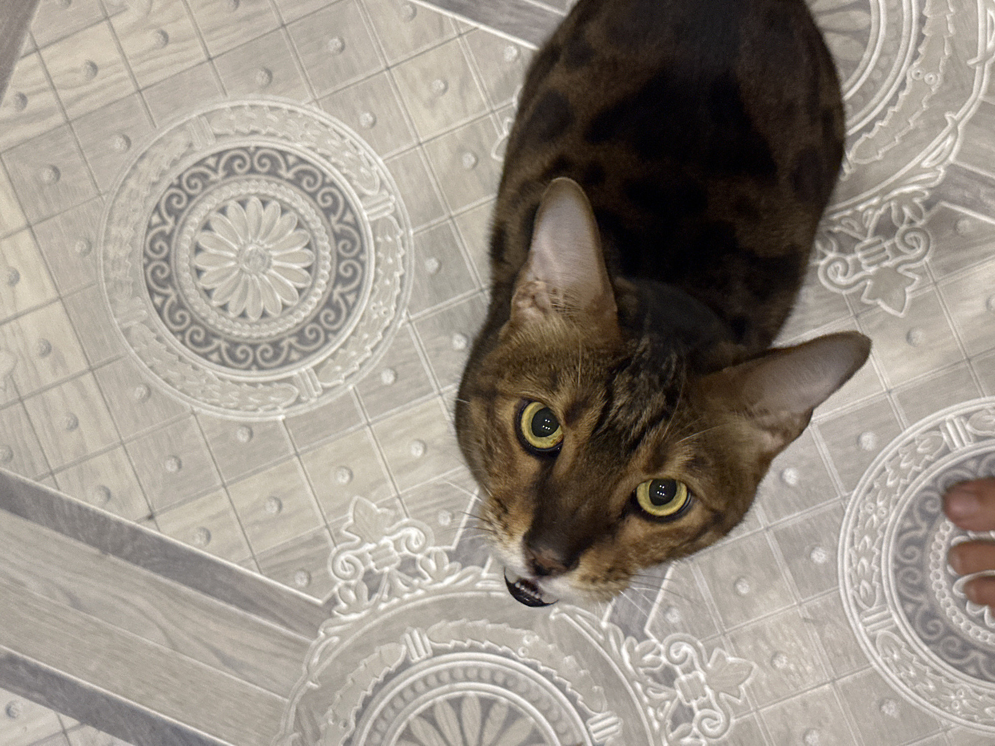A brown tabby cat is lying on a grey tiled floor with a decorative pattern. The cat's head is tilted up and to the left, and its large, yellow eyes are looking directly at the camera. The cat's fur is a mix of dark brown and black spots, and its ears are perked up. A human foot is visible in the bottom left corner of the image. The scene appears to be indoors, on what looks like a linoleum floor with a repeating floral and geometric design. The lighting is even and appears to be from an overhead source. The image was taken in Energetik, Russia.