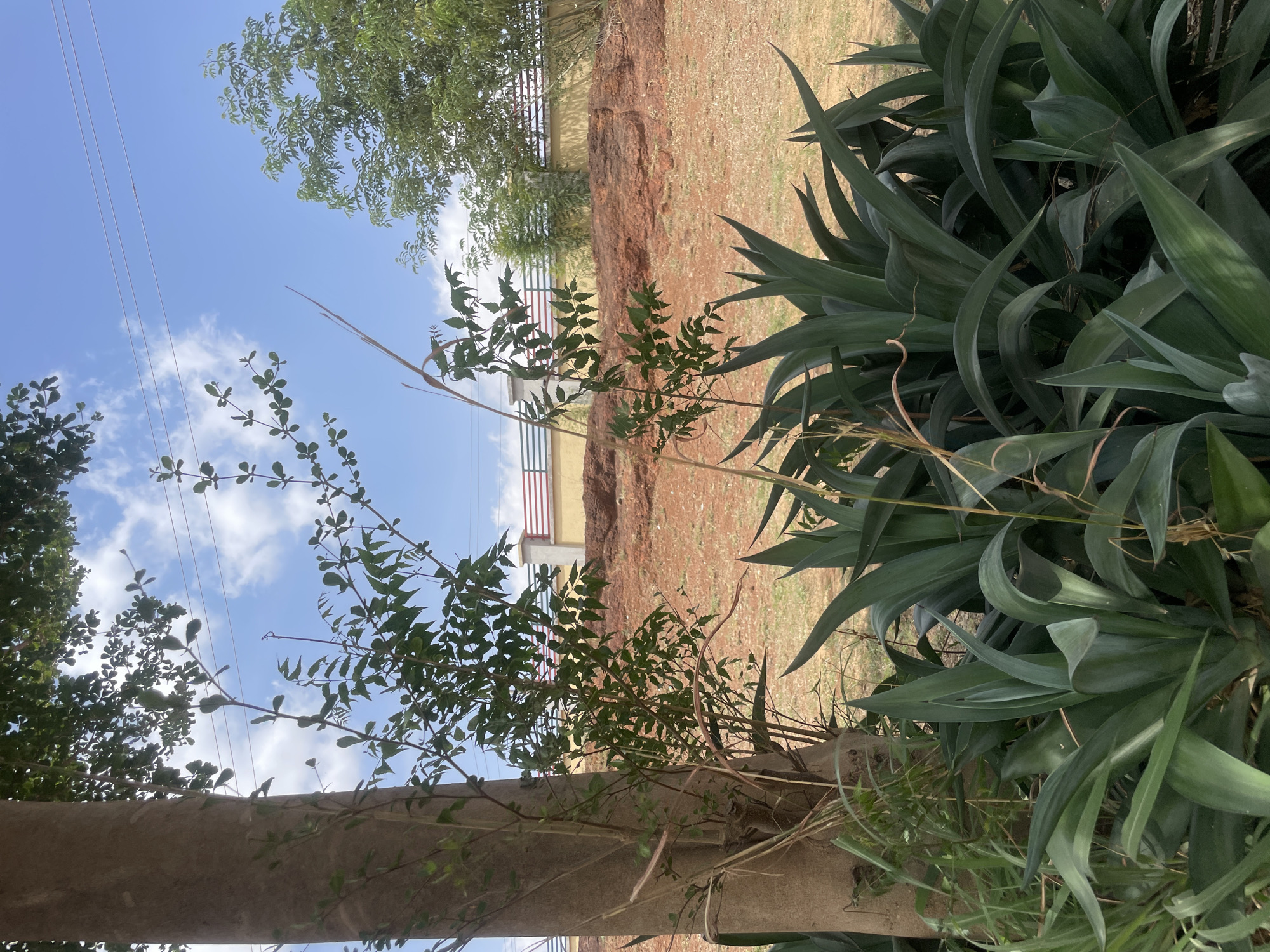 A landscape photograph taken in Hayin Banki, Nigeria, presents a view through foliage and natural elements towards a building in the background. The foreground is dominated by a cluster of large, spiky, succulent-like plants on the right and a tree trunk and leafy branches to the left. A smaller, leafy shrub grows near the tree trunk. In the background, a slightly elevated, reddish-brown terrain extends towards a structure painted in light yellow with red and white stripes along the roofline. Additional foliage partially obscures the view beyond the terrain. Above, a blue sky is scattered with white clouds. A few power lines are visible against the sky. The photograph is taken from a low angle, looking upwards through the foreground plants.