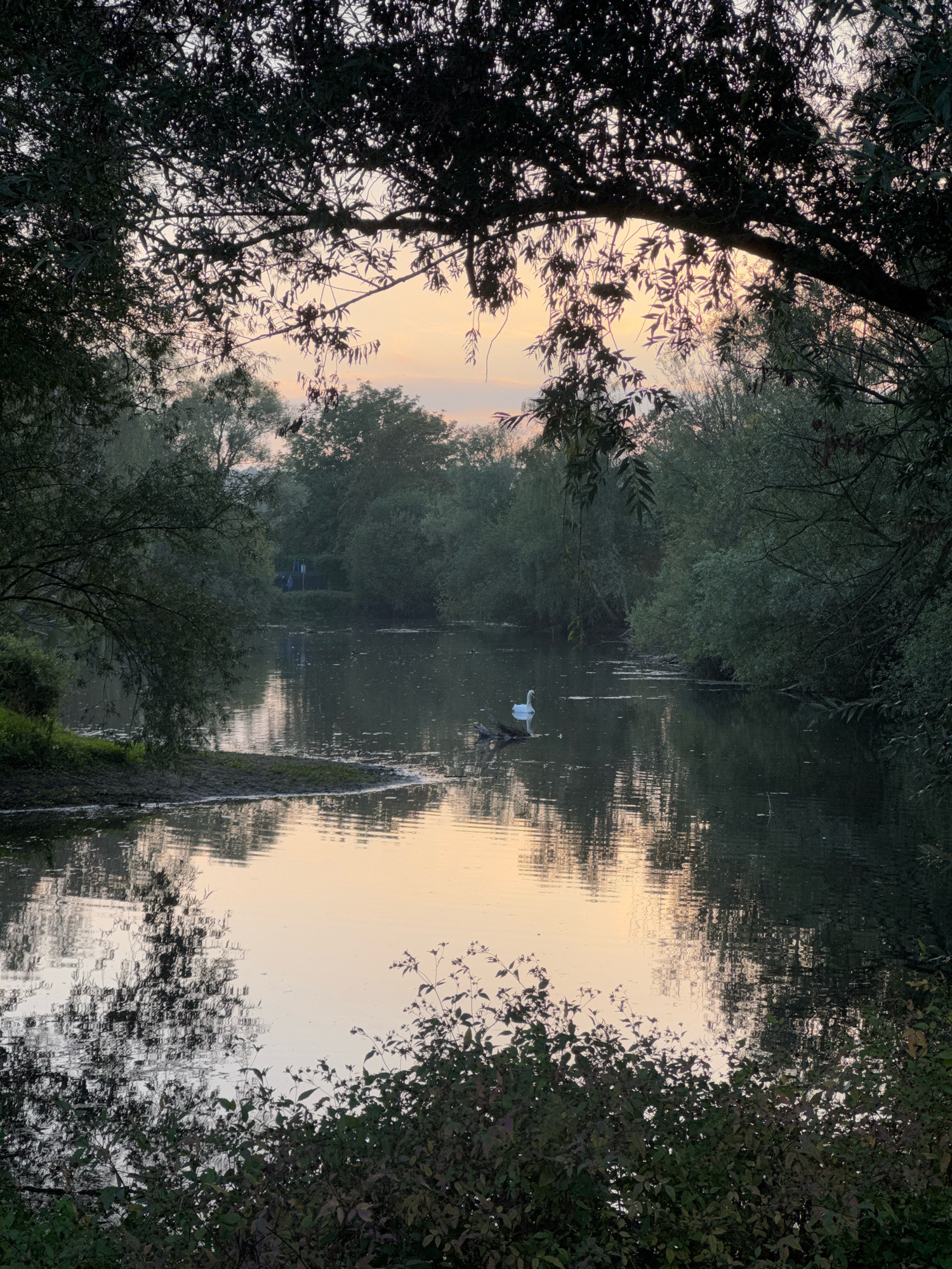 The image depicts a serene natural scene at dawn or dusk, possibly in a park or nature reserve within the city of Cleves, Germany. The foreground is dominated by the dark silhouettes of lush foliage and tree branches, creating a natural frame for the vista beyond. A body of still water, likely a pond or small lake, occupies the mid-ground and extends into the background. The water's surface reflects the soft, pastel hues of the sky, which transitions from a pale orange and pink at the horizon to a muted grey-blue above.
In the water, a solitary white swan glides gracefully, its elegant form a focal point against the dark water. Nearby, a few small dark shapes, possibly ducklings or other aquatic birds, are visible. The far bank of the water is densely lined with trees and vegetation, their forms softened by the dim light. The overall atmosphere is one of tranquility and natural beauty, offering a moment of peaceful escape within an urban setting. The specific location within Cleves is not identifiable from the image alone.