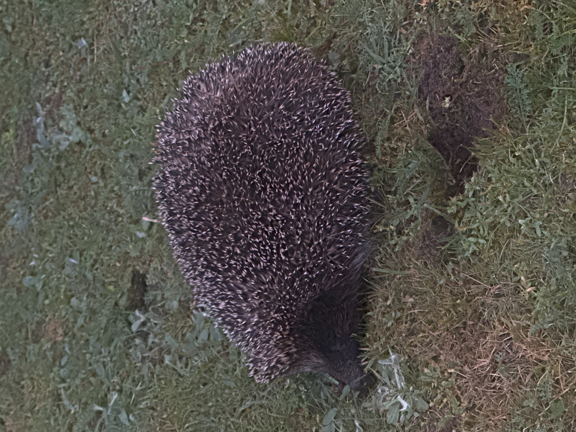 The image shows a hedgehog on grassy ground. The hedgehog is viewed from above, and its body is covered in dark brown and white quills. The hedgehog's face is visible, and it appears to be sniffing the ground. The ground is covered in green grass and some dry leaves. There is a patch of disturbed earth to the right of the hedgehog. The image appears to have been taken during the day, as there is natural light. The setting suggests an outdoor location, possibly a garden or park. There is no visible text in the image. The hedgehog is the sole subject of the image. The activity appears to be foraging or exploring. The overall impression is one of a naturalistic portrayal of a wild animal in its environment.
