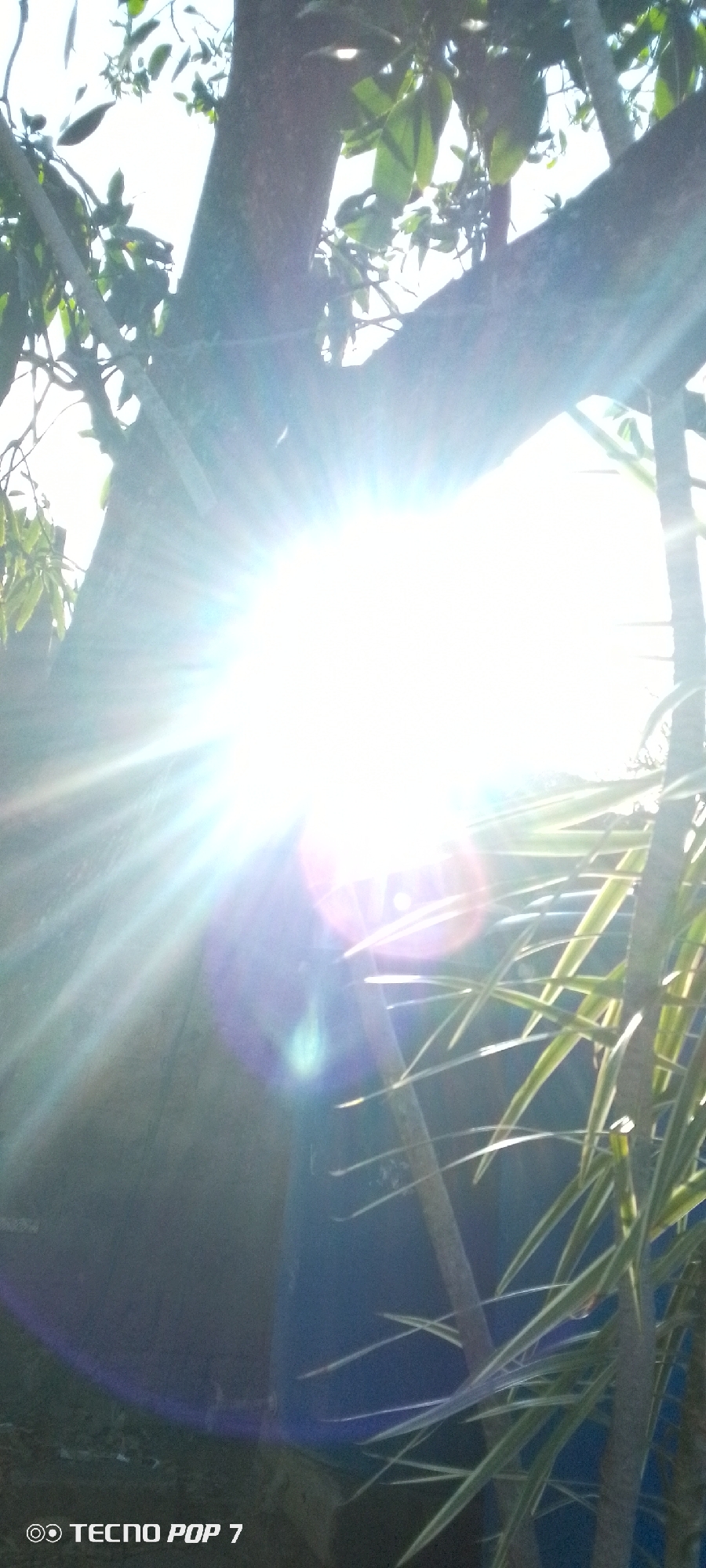 The image appears to be taken outdoors, likely in a garden or natural area in Altagracia, Venezuela. The scene is dominated by a bright sunlight shining through the leaves and branches of trees, creating a strong lens flare effect. There is a large tree trunk on the left side of the image. Other plants with long, slender leaves are visible on the right. The lighting is intense, making it difficult to discern finer details. The text "TECNO POP 7" is visible at the bottom of the image, indicating it was likely taken with a mobile phone camera. There are no people immediately visible in the frame.