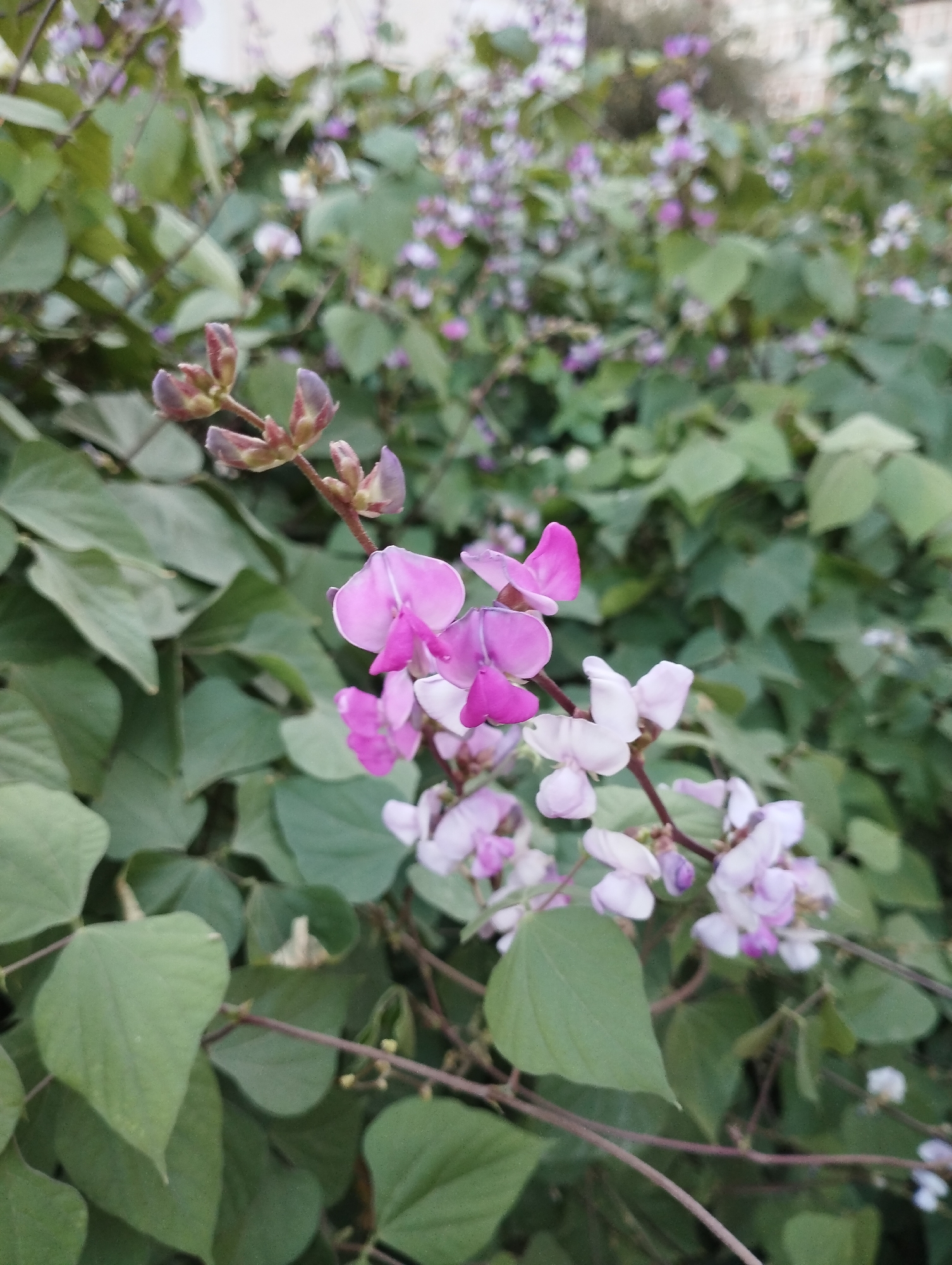 In the city of Türkmenabat, Turkmenistan, a close-up photograph captures a flowering vine with predominantly green leaves and clusters of small, delicate flowers. The flowers exhibit a gradient of colors, ranging from pale pink to white, with some showing hints of purple at their centers. The vine's branches are thin and reddish-brown, supporting the blooms and leaves. The background is a soft blur of more foliage and hints of structures, suggesting an outdoor environment, possibly a garden or park. The lighting is soft, indicating it might be overcast or late afternoon.