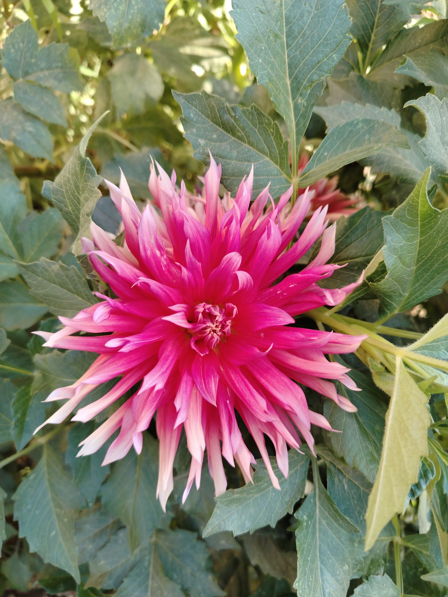 The image shows a close-up of a vibrant pink dahlia flower. The flower has numerous thin, pointed petals that radiate outwards from the center, with a gradient of color from deep fuchsia at the center to lighter pink and white at the tips. The flower is set against a backdrop of lush green foliage, with some leaves in focus and others slightly blurred. The lighting suggests it is daytime, with sunlight filtering through the leaves, creating a slightly dappled effect. The scene appears to be outdoors, likely in a garden. This image could have been taken in Nurata, Uzbekistan, a city known for its historical significance and natural beauty, where gardens are common.