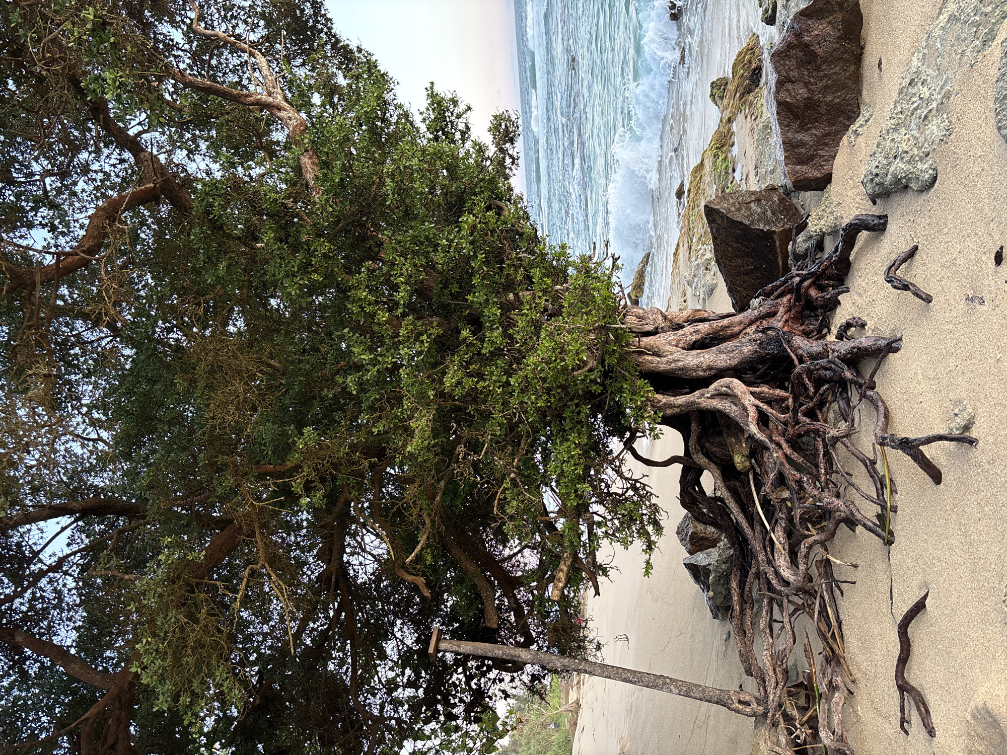 The image displays a serene coastal scene in Thalaramba, Sri Lanka, centered around a large, resilient tree growing directly at the edge of a sandy beach. The tree's most striking feature is its extensive, gnarled root system, dramatically exposed above the light brown sand. These dark, intricate roots sprawl across the foreground, intertwining with several moss-covered rocks and pieces of driftwood.
The tree itself has a full, dense canopy of small, green leaves, with many branches visible through the foliage against a light, clear sky. Its strong branches extend upwards and outwards, forming a natural umbrella over part of the shore. To the right of the tree, the turquoise waters of the ocean meet the land, with white, foamy waves crashing gently onto the sandy shore. More rocks are scattered along the water's edge, some partially submerged and covered in green growth.
The setting is one of natural beauty and ruggedness, highlighting the tree's adaptation to its coastal environment. The lighting suggests daytime, possibly morning or late afternoon, with soft, natural light illuminating the scene. No people or specific human activities are visible, emphasizing the untouched quality of the location. There is no discernible text within the image.