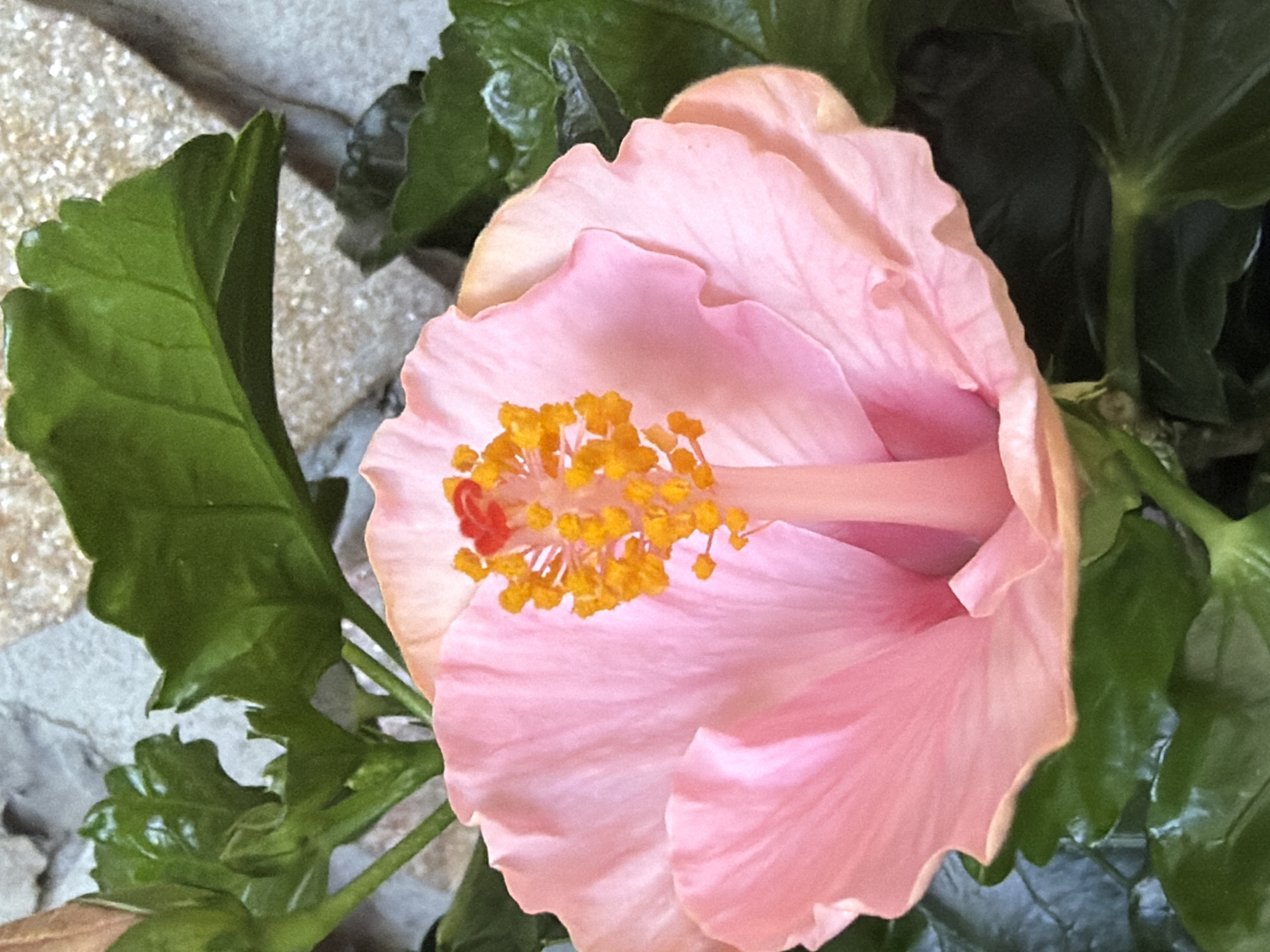 A close-up, vertical, eye-level shot shows a light pink hibiscus flower with yellow stamen and a red tip in focus. The petals are soft and slightly ruffled, with delicate veins visible. The background is out of focus, showing textured grey stone and dark green leaves. The image does not depict any specific location in Oryahovo, Bulgaria, as it is a close-up of a flower.