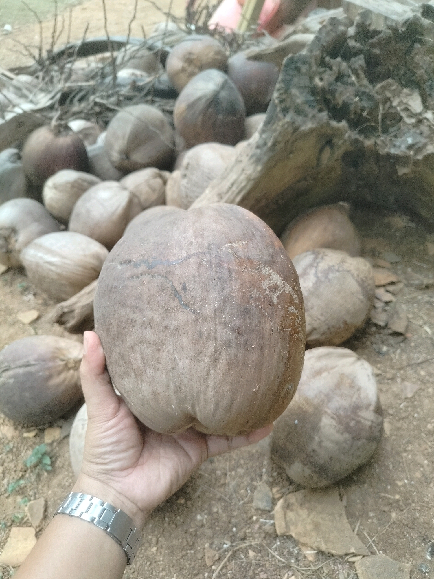 An overhead shot shows a collection of brown coconuts on the ground, with a person's hand holding one in the foreground. The coconuts are of various sizes and shapes, some appearing dry and weathered. The ground is covered with dirt, small stones, and dry leaves. In the background, a large piece of weathered wood is visible, possibly a fallen tree trunk, and some dried palm fronds. The scene appears to be outdoors, likely in a rural or natural setting within Pandansari, Indonesia. The person is wearing a silver watch on their wrist.