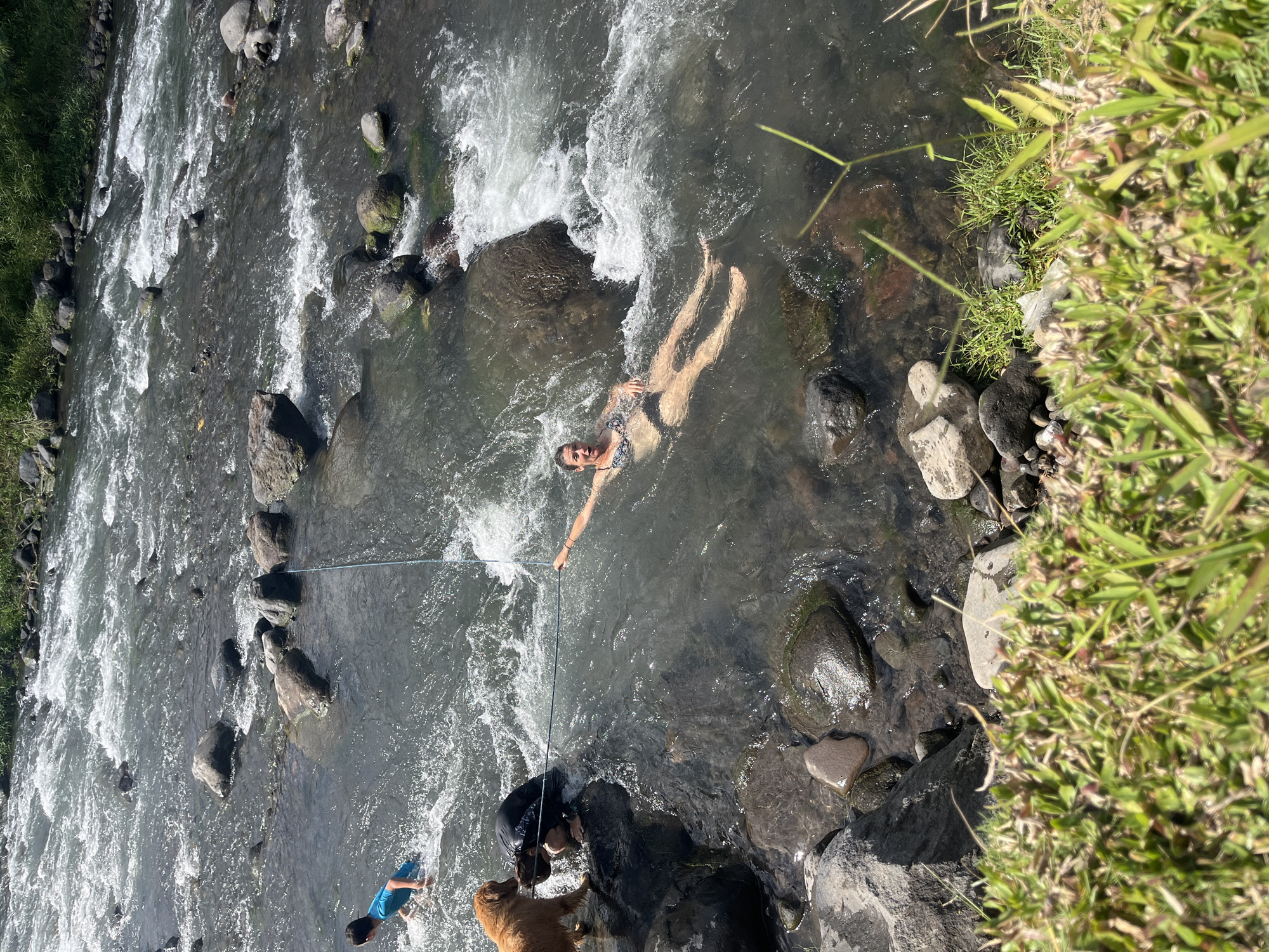 The image depicts a natural scene in the city of Klungkung, Indonesia, focusing on a shallow, rocky river. The water is clear and shows rapid currents and whitewater, indicating a swift flow. Several large, dark rocks are scattered throughout the riverbed.

In the water, there are at least three individuals. A young person in a blue shirt is wading in the upper left portion of the frame, facing away from the camera. Further to the right, a woman in a dark and patterned bikini is floating on her back, seemingly relaxed. She is partially obscured by the rushing water. A thin blue rope extends from her right hand, appearing to be held by someone on the right bank, though that person is not fully visible.

Near the center of the image, a golden retriever dog stands on a submerged rock, looking towards a person wearing a black top. This person is bent over, reaching towards the dog. Another rope, possibly the same one the woman is holding, is stretched across the water, connecting this person and the dog to the woman. The presence of the rope suggests a playful or assistive interaction.

The riverbanks are lined with lush green grass and more rocks. The overall environment is natural and appears to be an outdoor recreational area. The lighting suggests it is daytime with bright sunlight, creating highlights on the water and rocks.